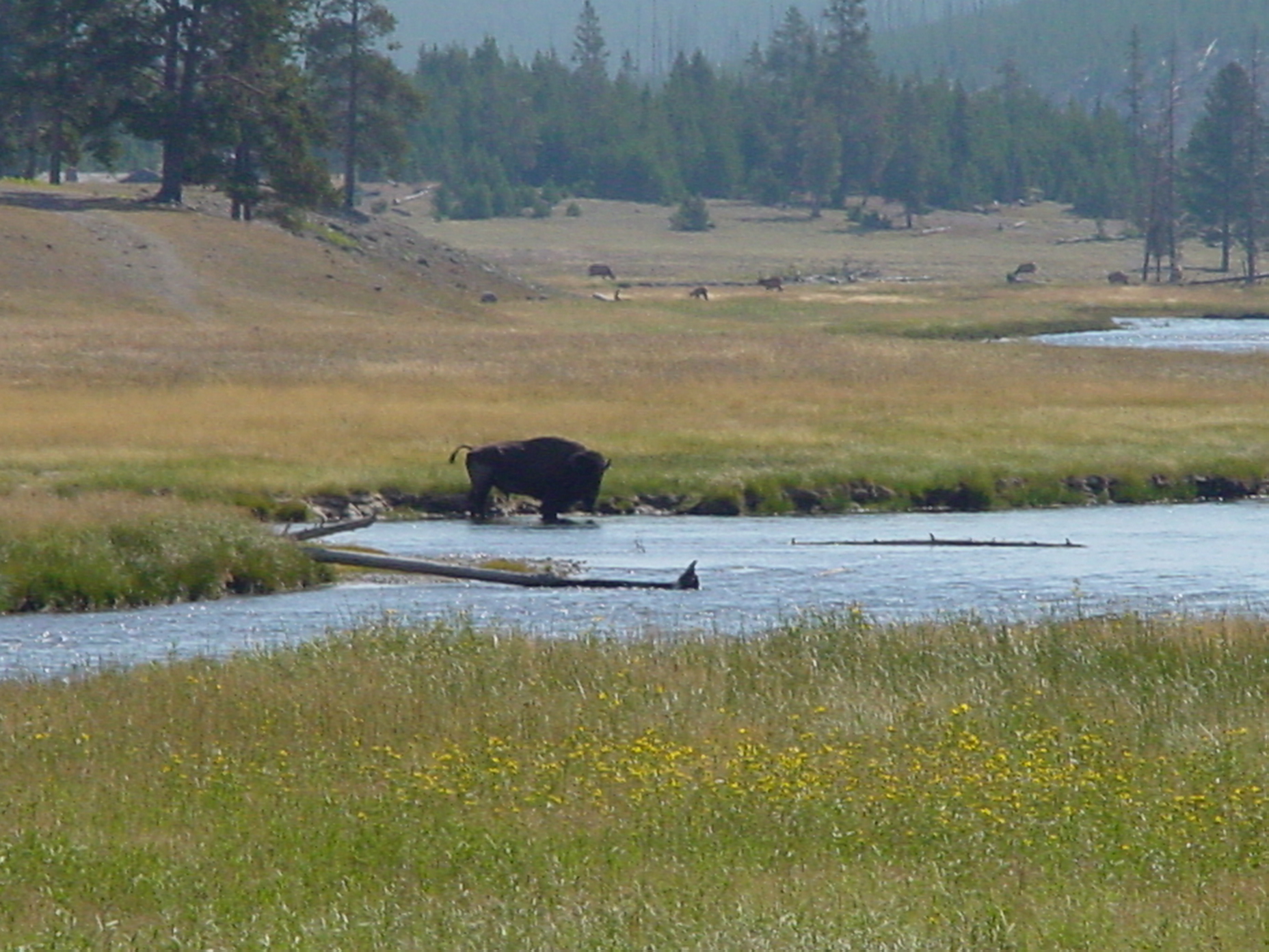 Wildlife in Yellowstone