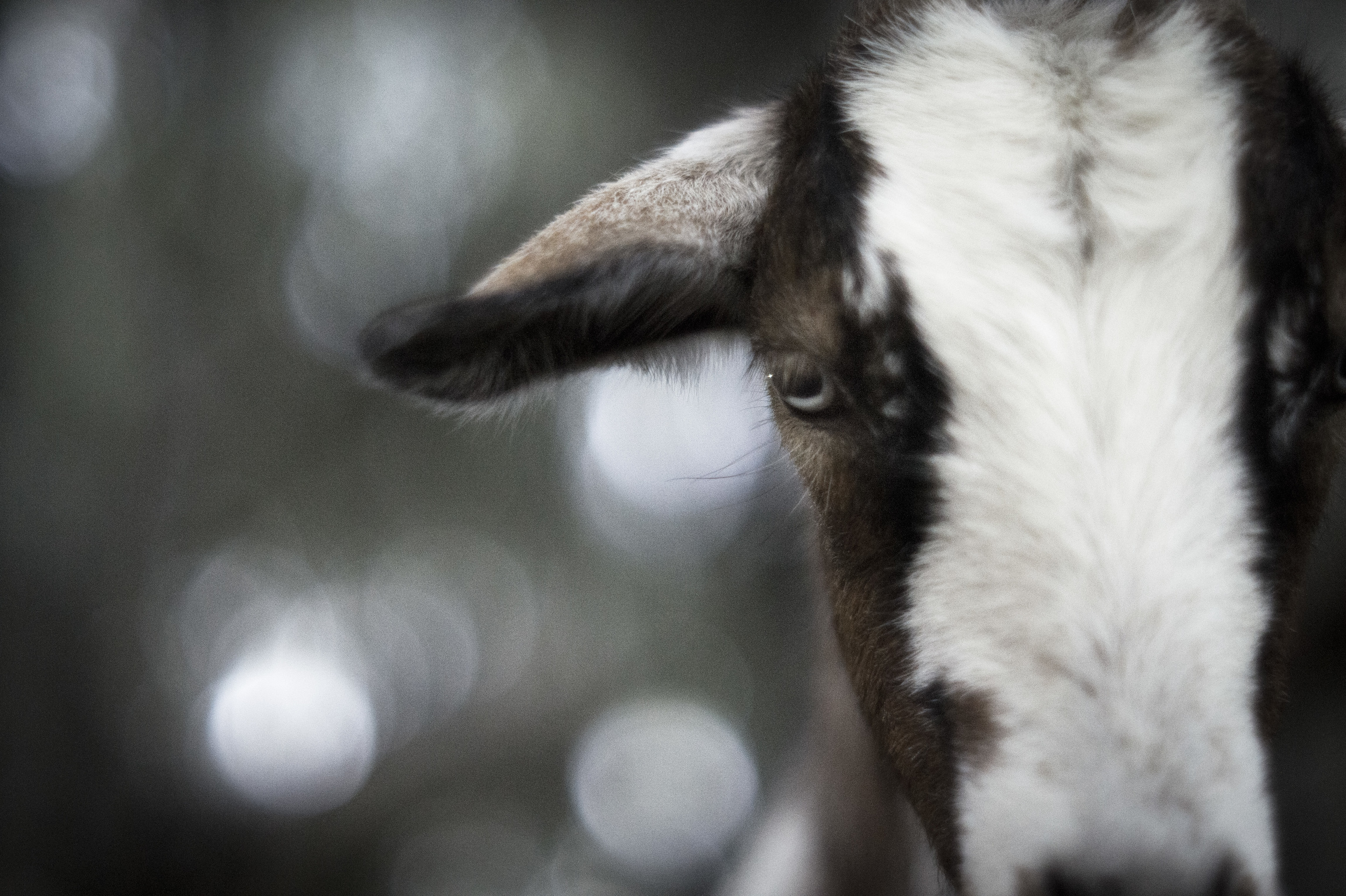 Goat02.jpg