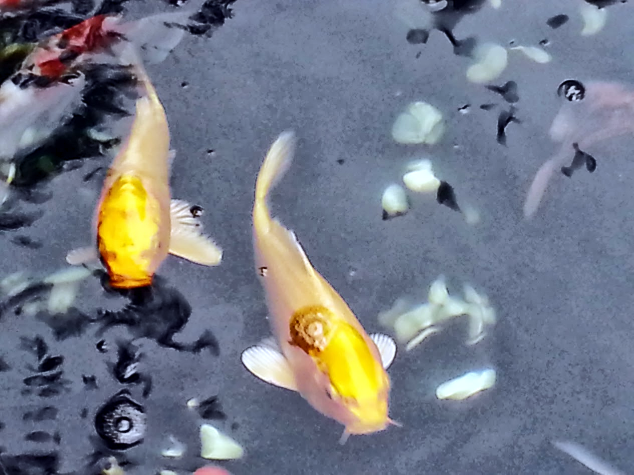 fish in pond at Yu Yuan Garden
