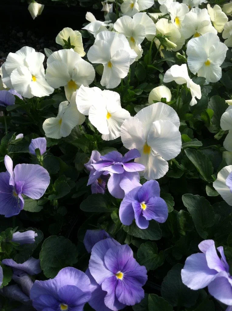 Pansies.jpg