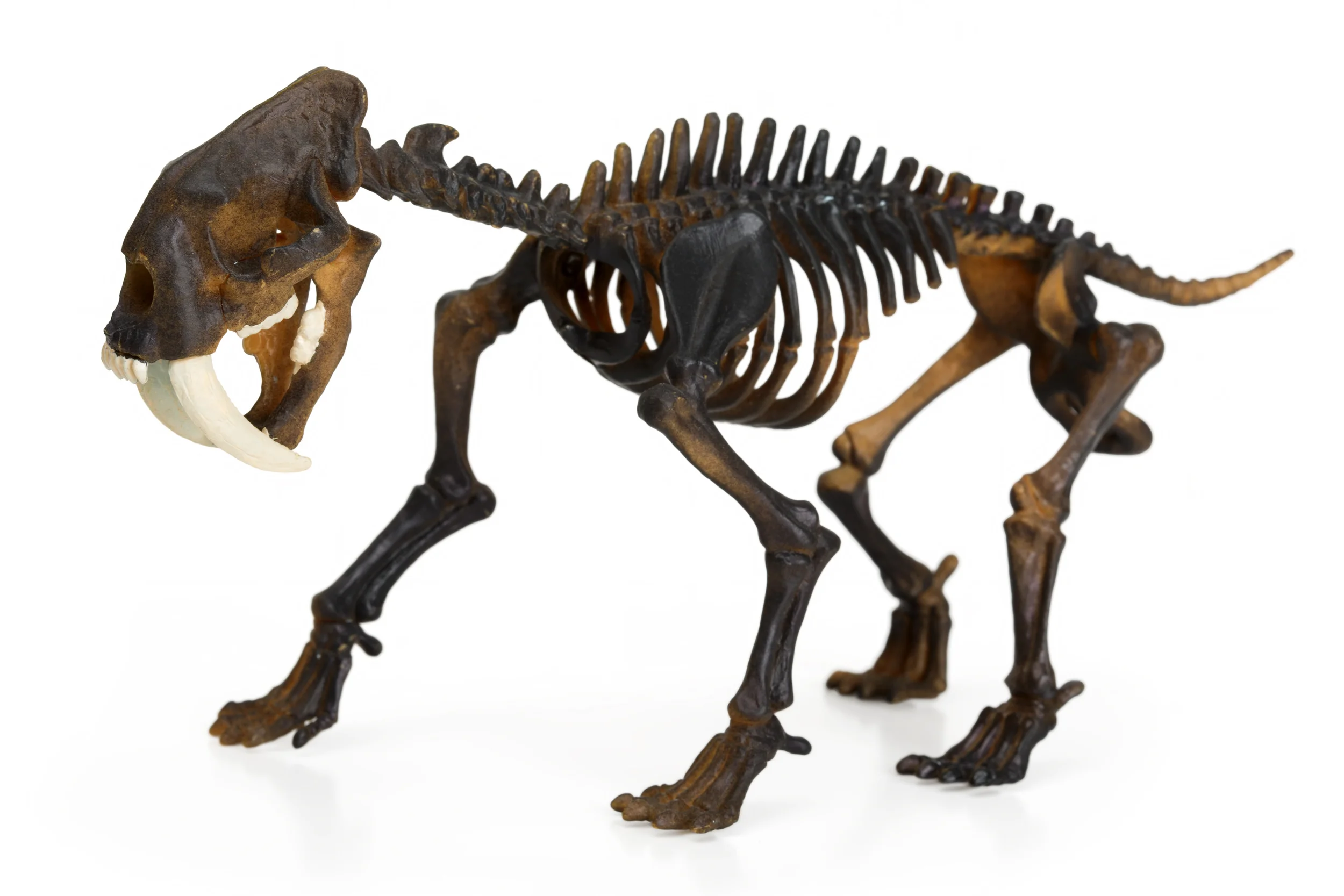 Sabre Tooth.jpg
