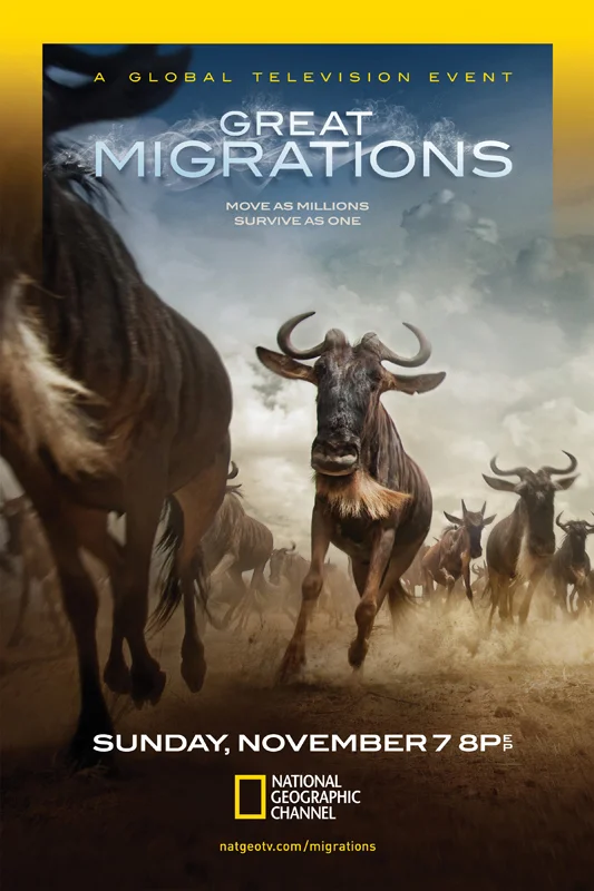 Great Migrations- Wildebeests