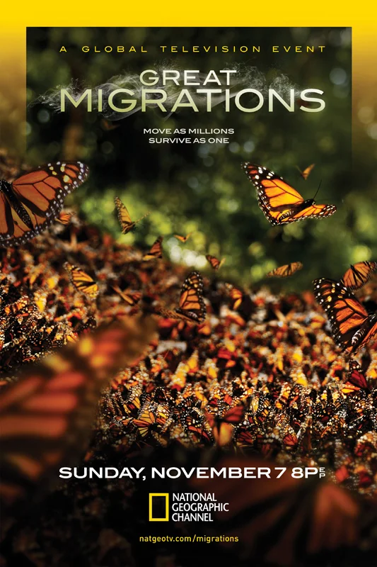 Great Migrations- Butterflies