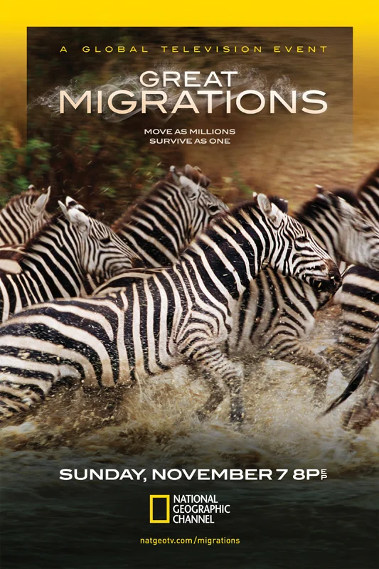 Great Migrations- Zebras