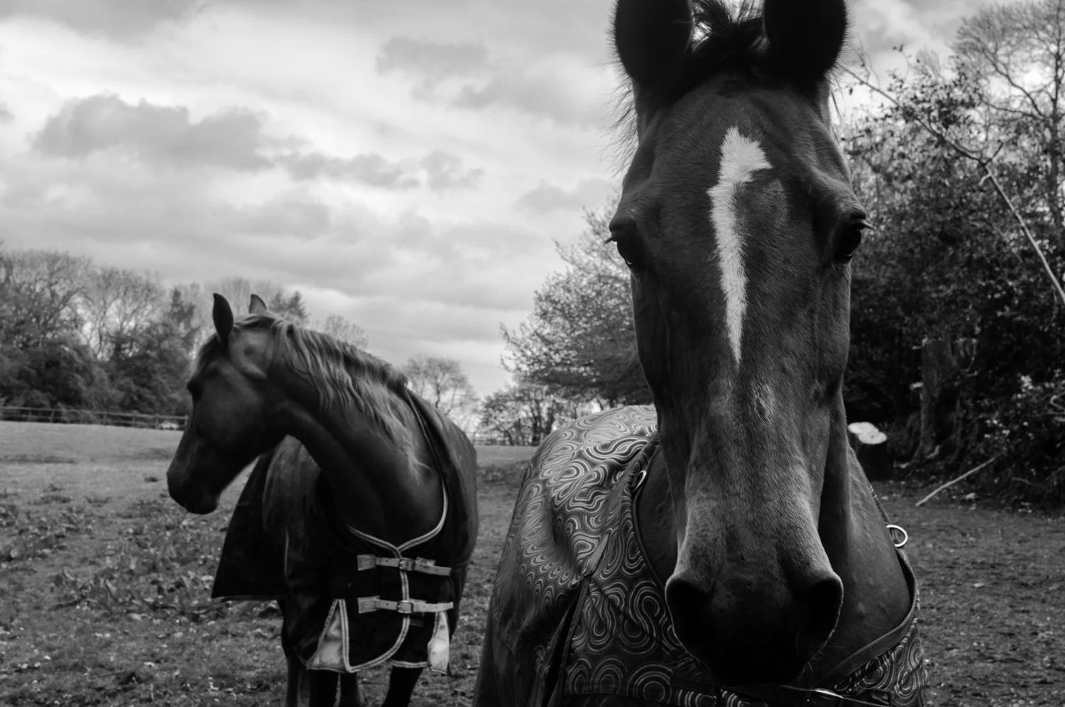 Somerset horse-1.jpg