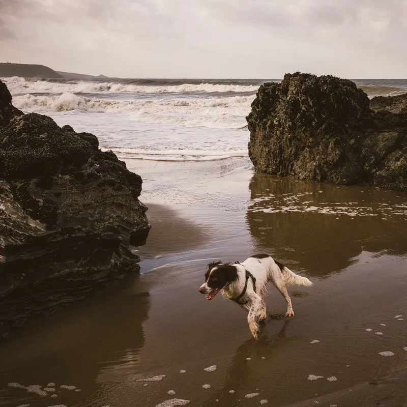 A Happy New Year from Llangrannog