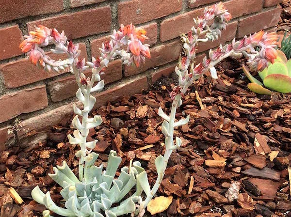 The succulents are showing off their blooms.