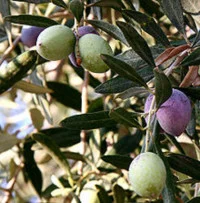 Olive tree, Healdsburg, CA