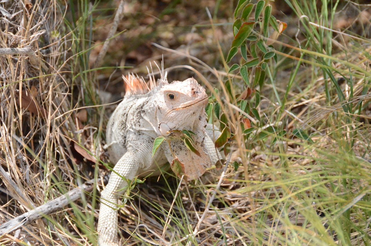 Tobago Cays - lizard.jpg