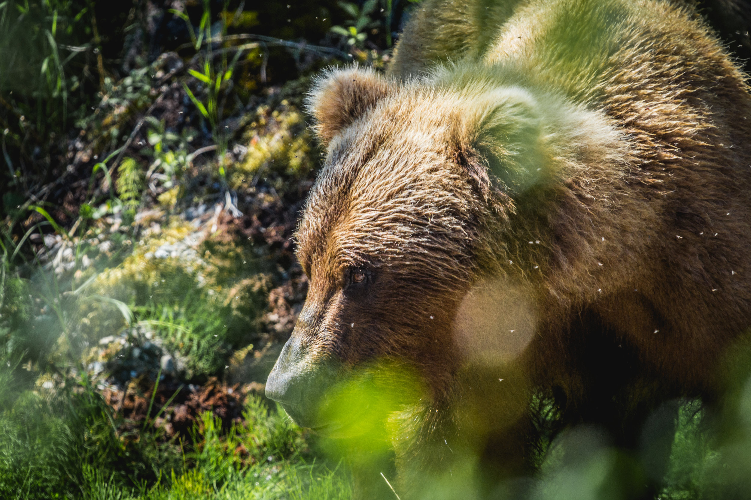 Urus Arctos, the Brown Bear, lives in areas with access to marine resources. In this case, migrating salmon. Grizzly Bears are a subspecies of Brown Bears that live in the interior of a continent. 