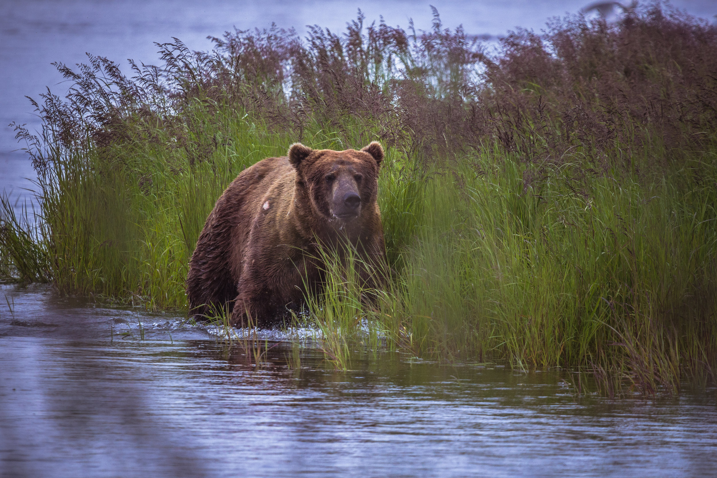The physical space we give to bears and to ourselves matters a great deal. In the lower 48 states bears have relinquished all but a tiny sliver of their former habitat. 