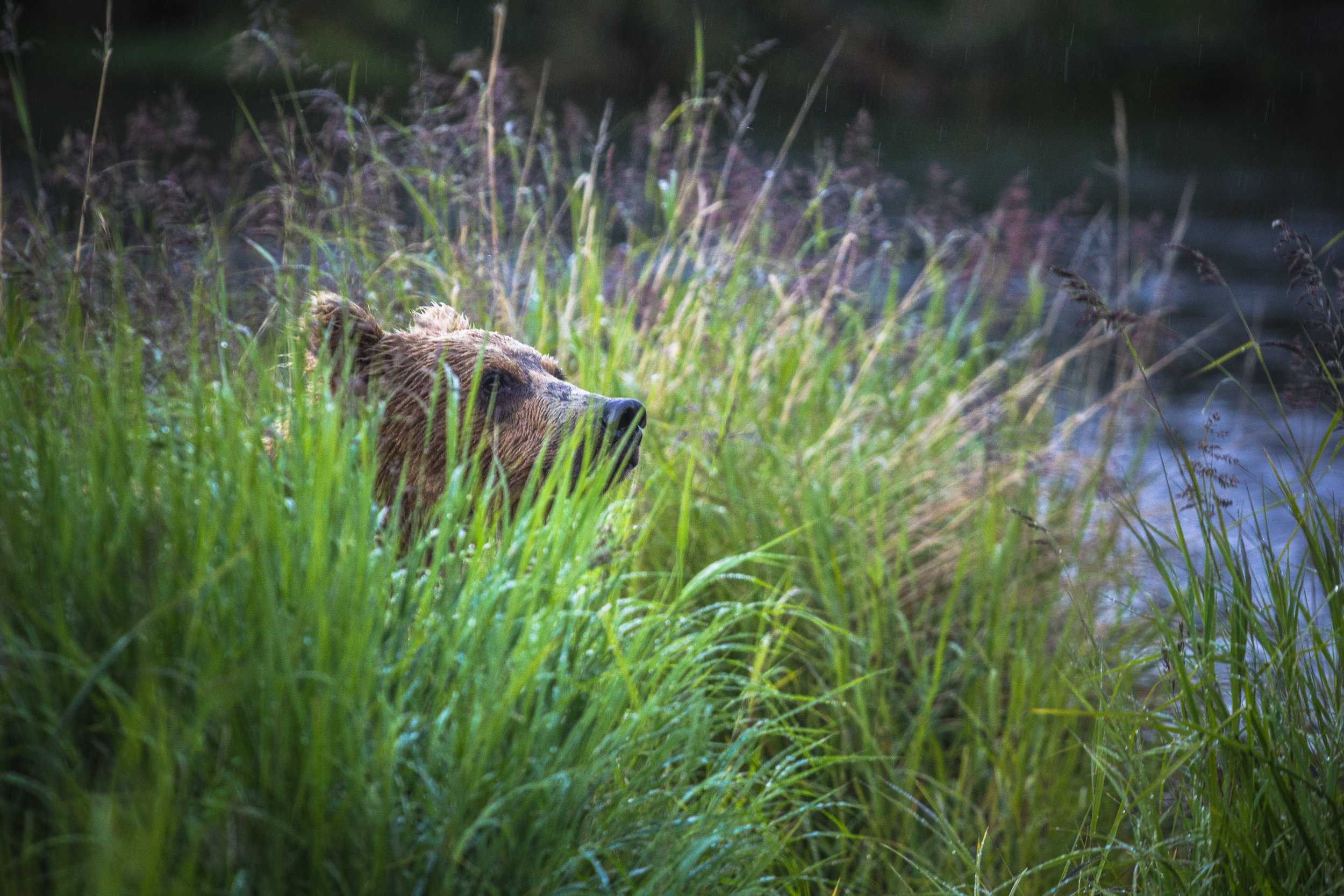 A subadult bear peers at the humans watching it, perhaps trying to decide how to get past them. 