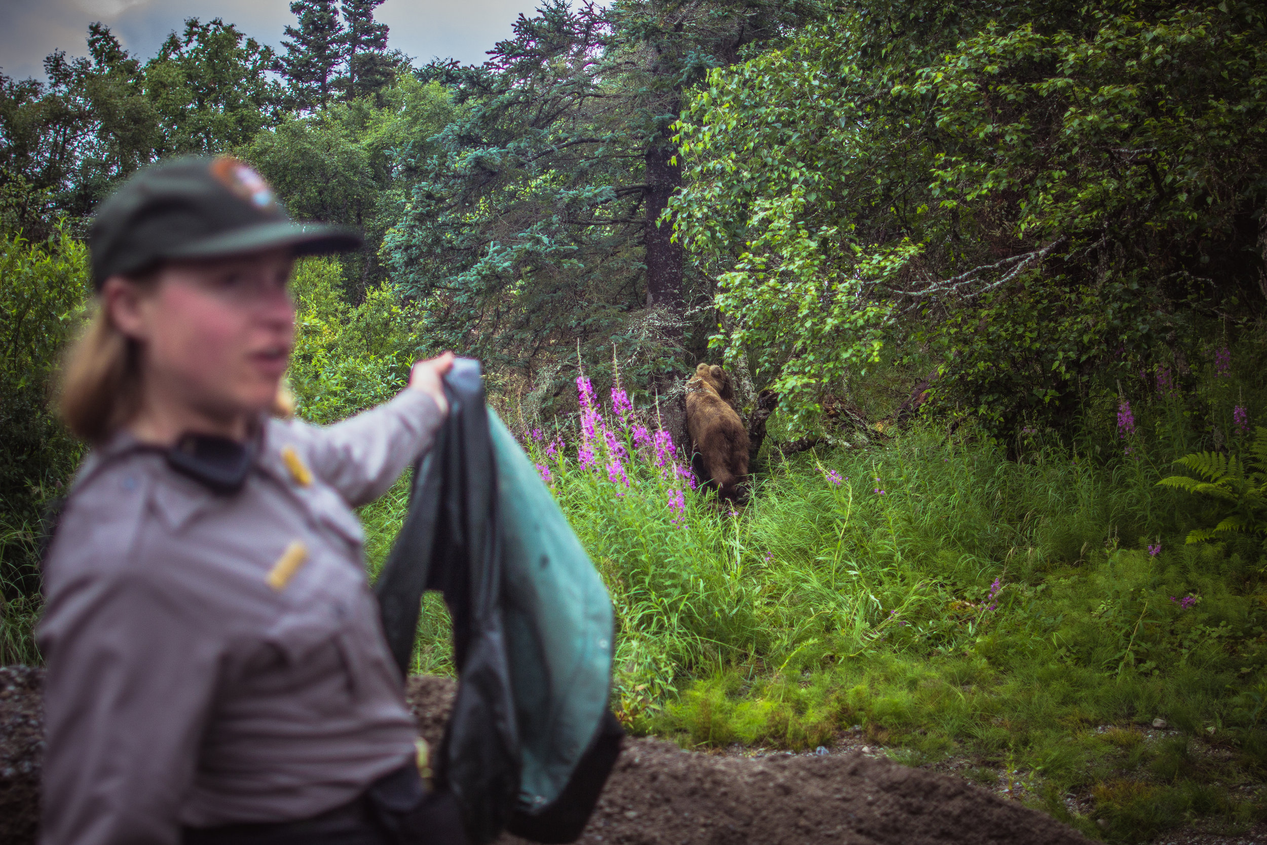 Often the Bear Techs find that the sounds of breaking sticks or rustling a raincoat are more effective at hazing the bears than yelling or clapping. 