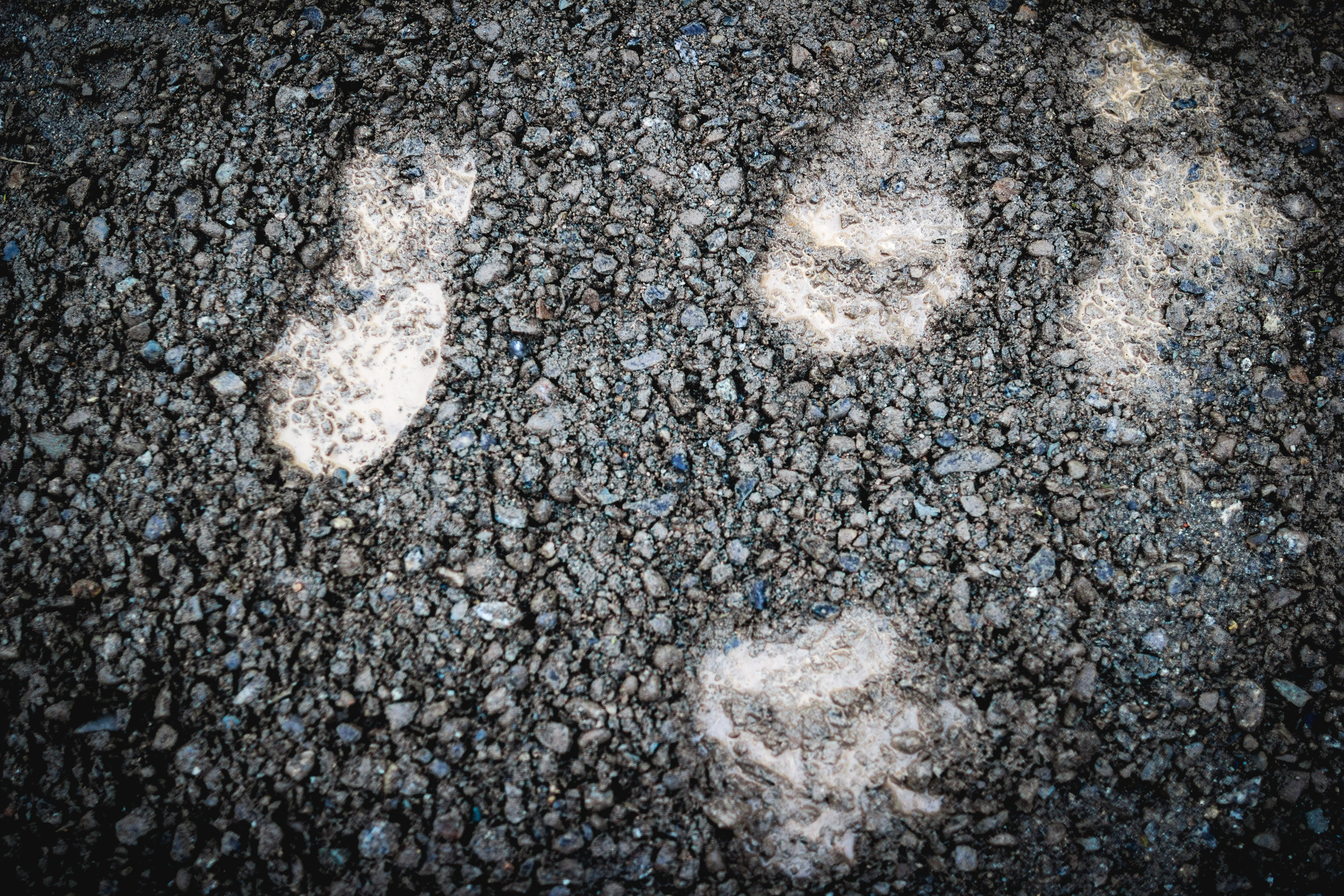 Humans and Bears walking together. Are the National Parks and Bear Tech Rangers an example of coexistance happening and working? Or do these places show the front lines in a war that's been waging for thousands of years? 