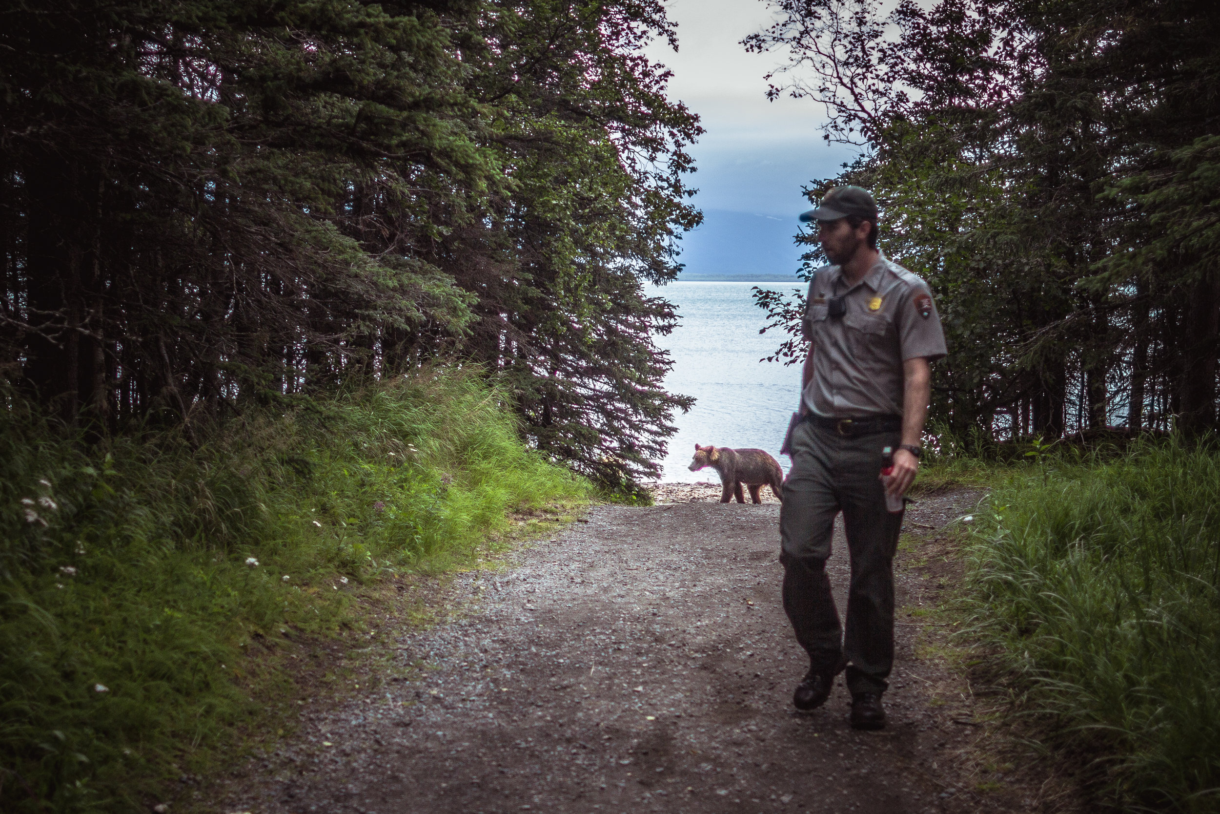 The bear techs in Katmai attempt to push bears out of Brooks Camp's mostly invisible boundary. Here the bear and the ranger stay on their own side of the line. Teaching the bears the nuanced camp boundary is a never ending challenge that has led many people to wonder if Brooks Camp itself should be moved. 