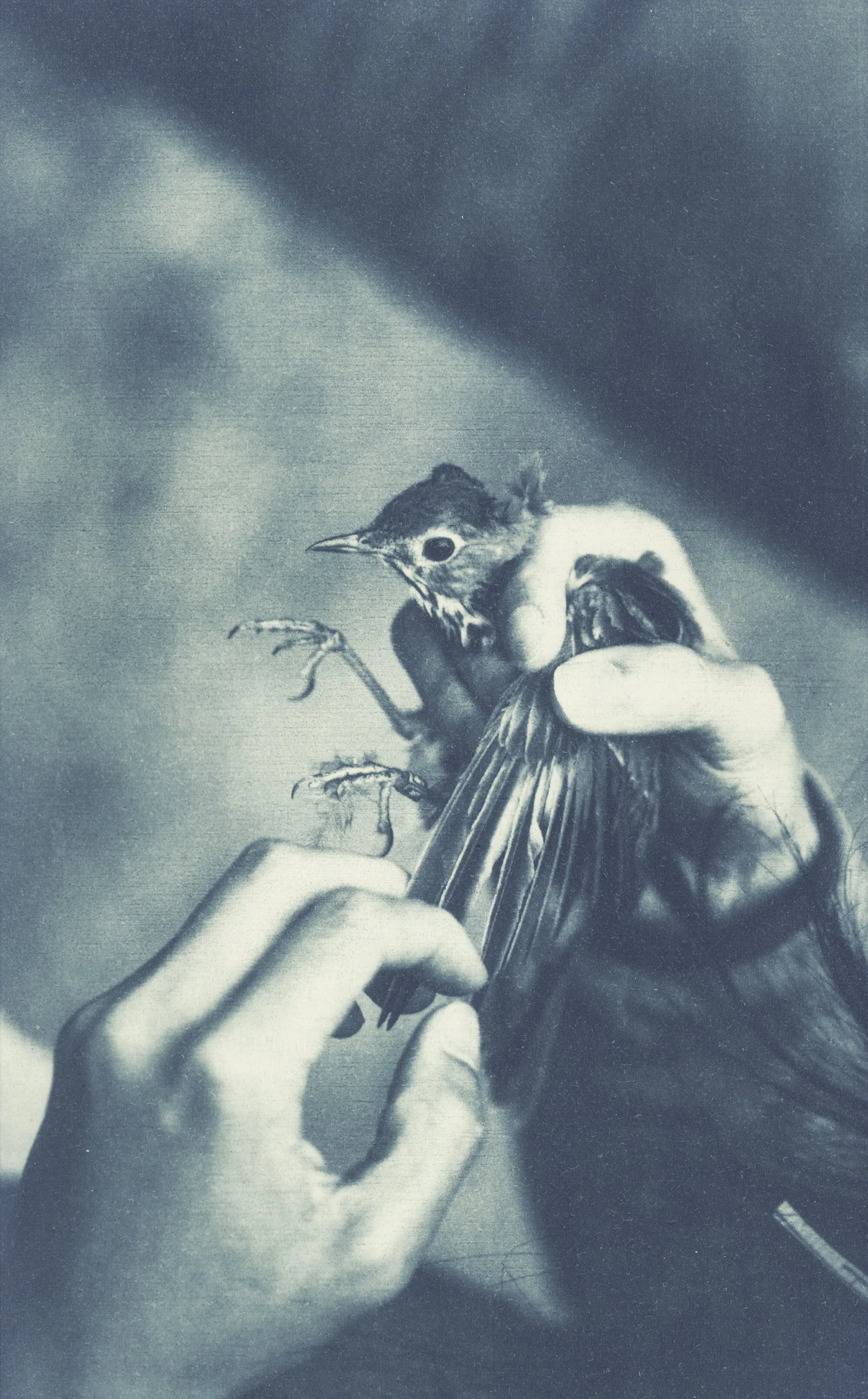 a person's hands holding a bird as a cyanotype print
