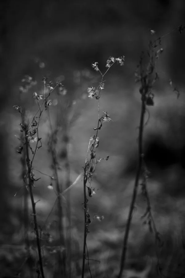 Nature_14_web.jpg