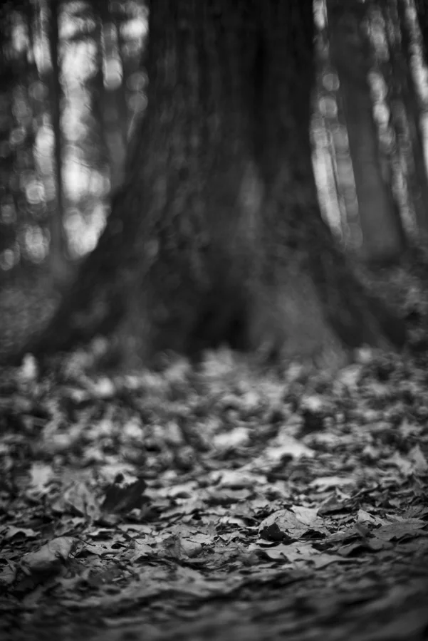 Nature_20_web.jpg