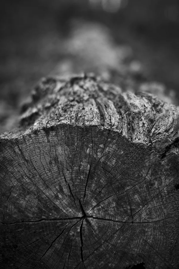 Nature_23_web.jpg