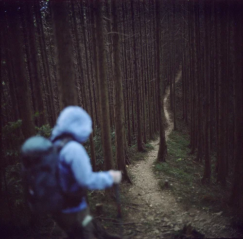 walk forest.jpg