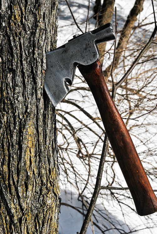axe tree.jpg