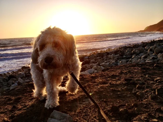 My Dog Henry