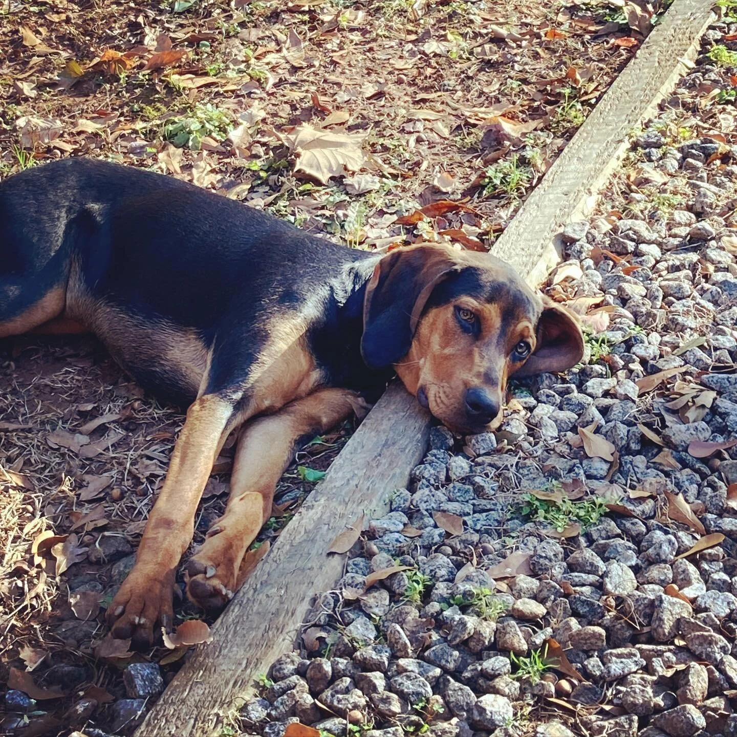 Happy National Dog Day Etta! I&rsquo;m sure you care soooo much 🙄 @taylorhudnallrealtor #hounddog #blackandtancoonhound #etta