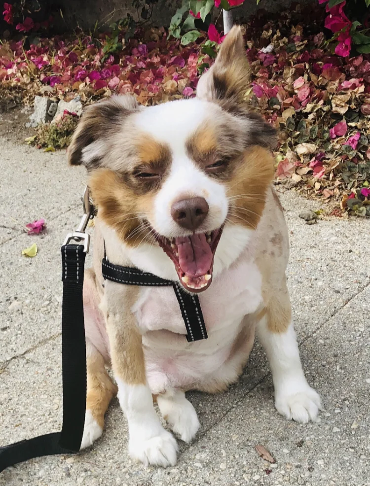 Aurthur cuteness.jpeg