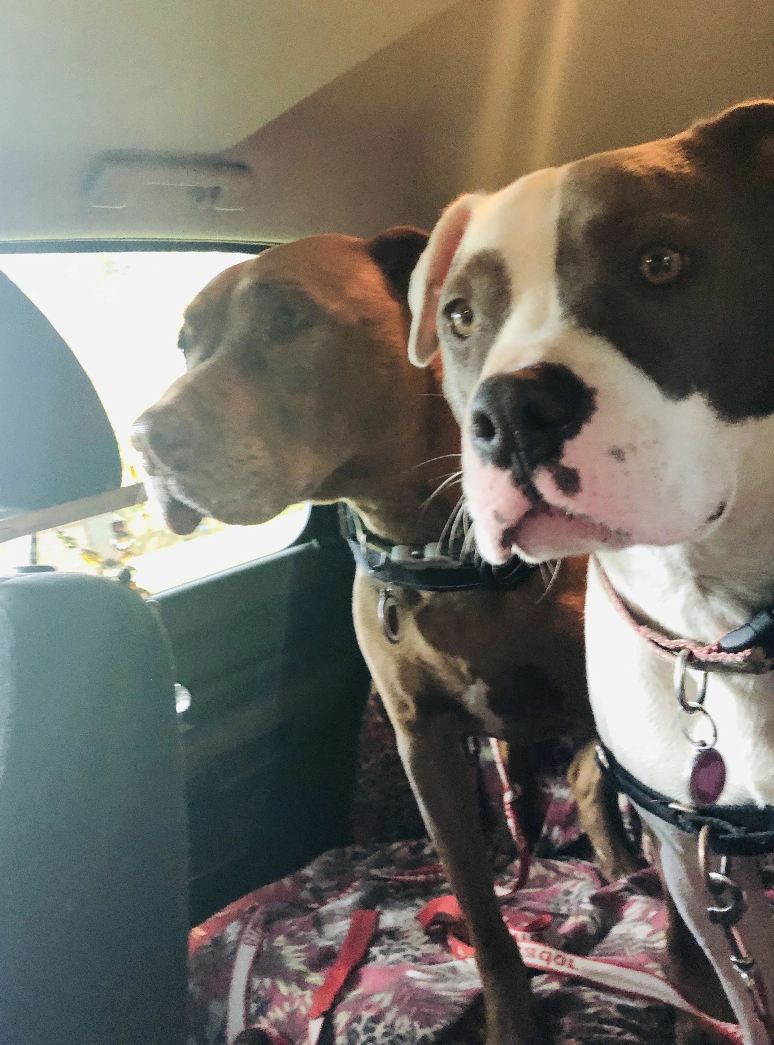 Pitties.jpg