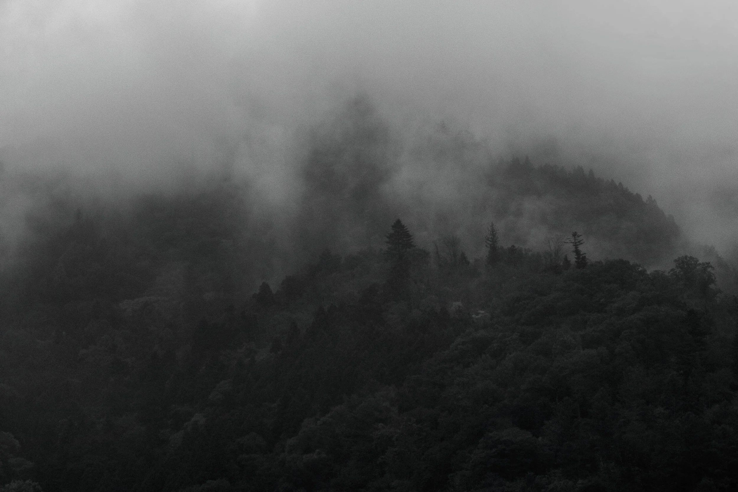 Aokigahara Forest, Japan
