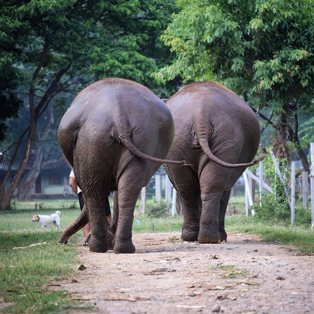 Heading into the weekend like!! #ElephantVibes #SaveElephants ❤️🍌🐘🐘 @elephantnaturepark