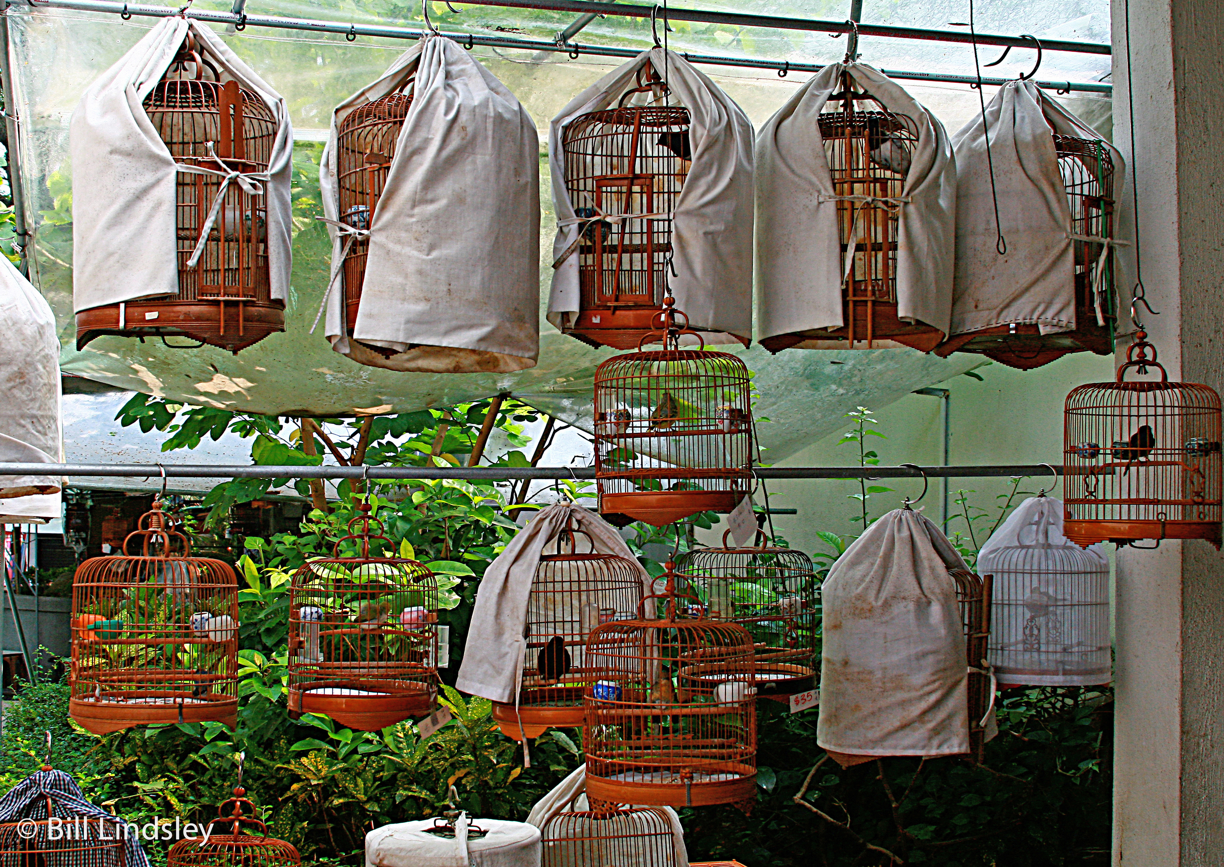  Hong Kong Bird Market 