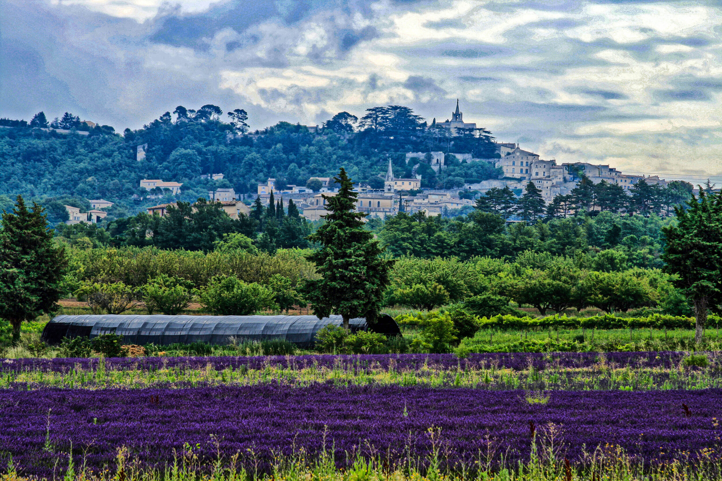  Lavender Fields, Provence, France         
