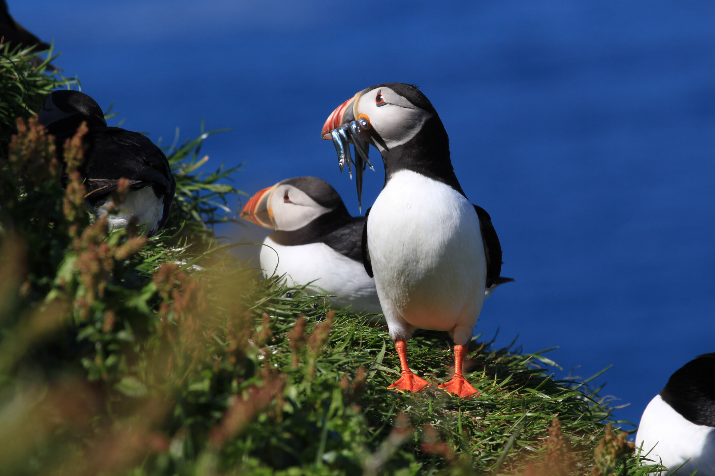  Mykines Island, Faroe Islands         