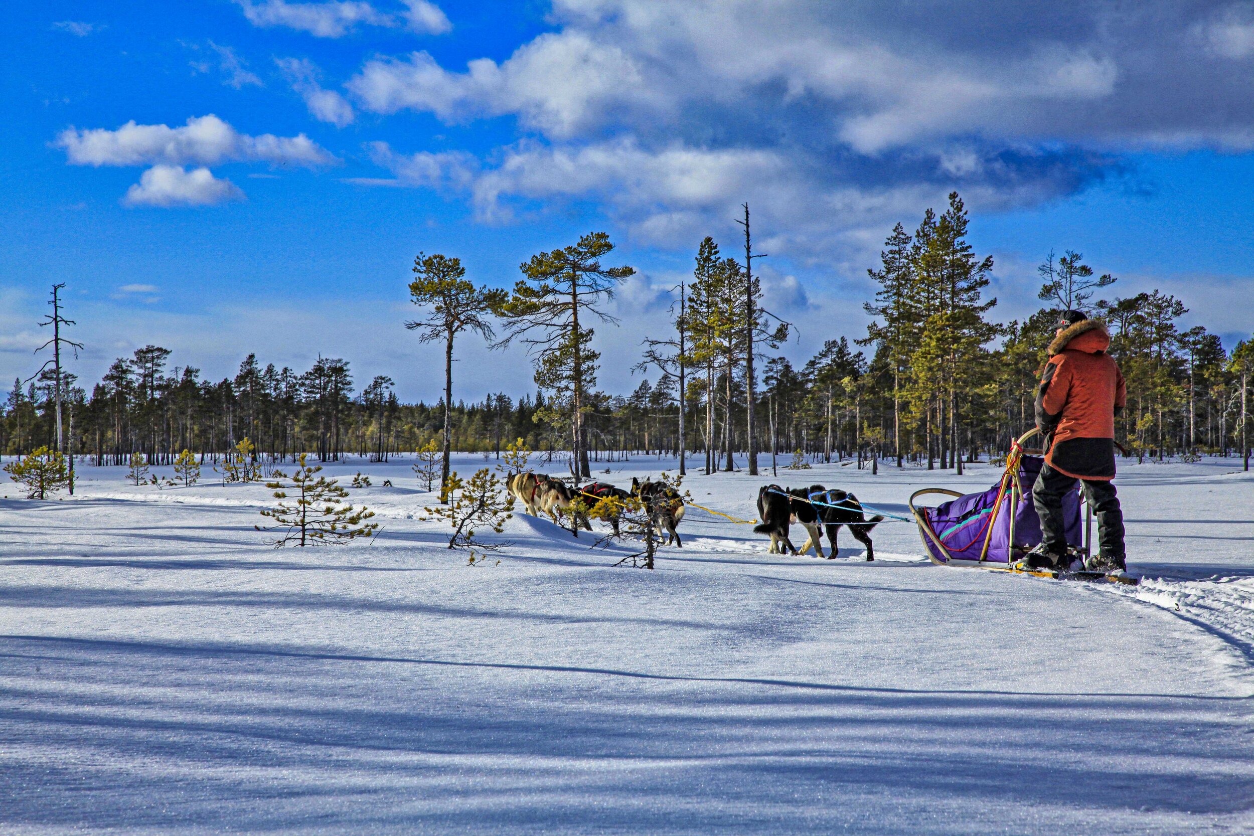  Dogsledding, Sweden 