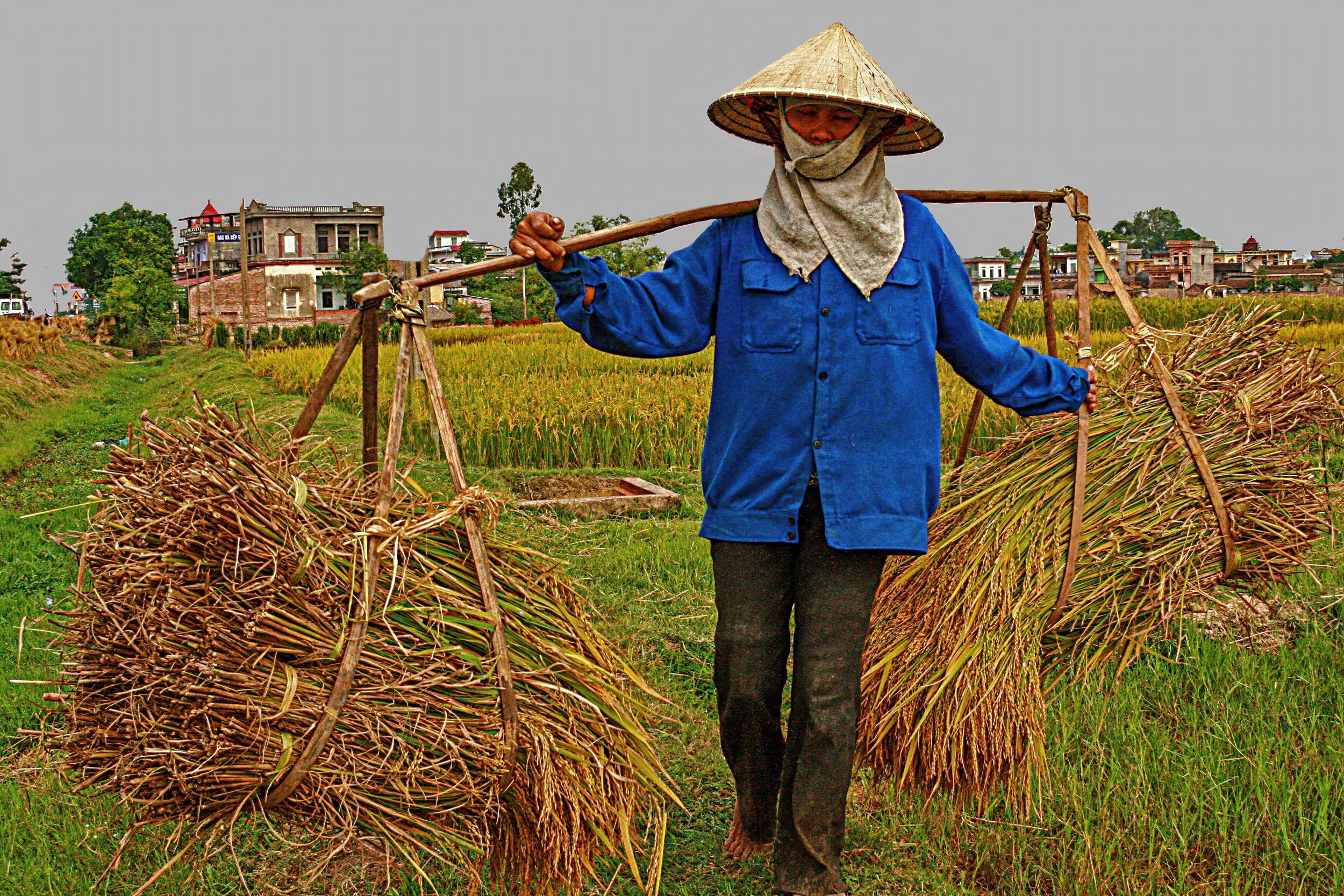  Farming outside Hanoi, Vietnam         