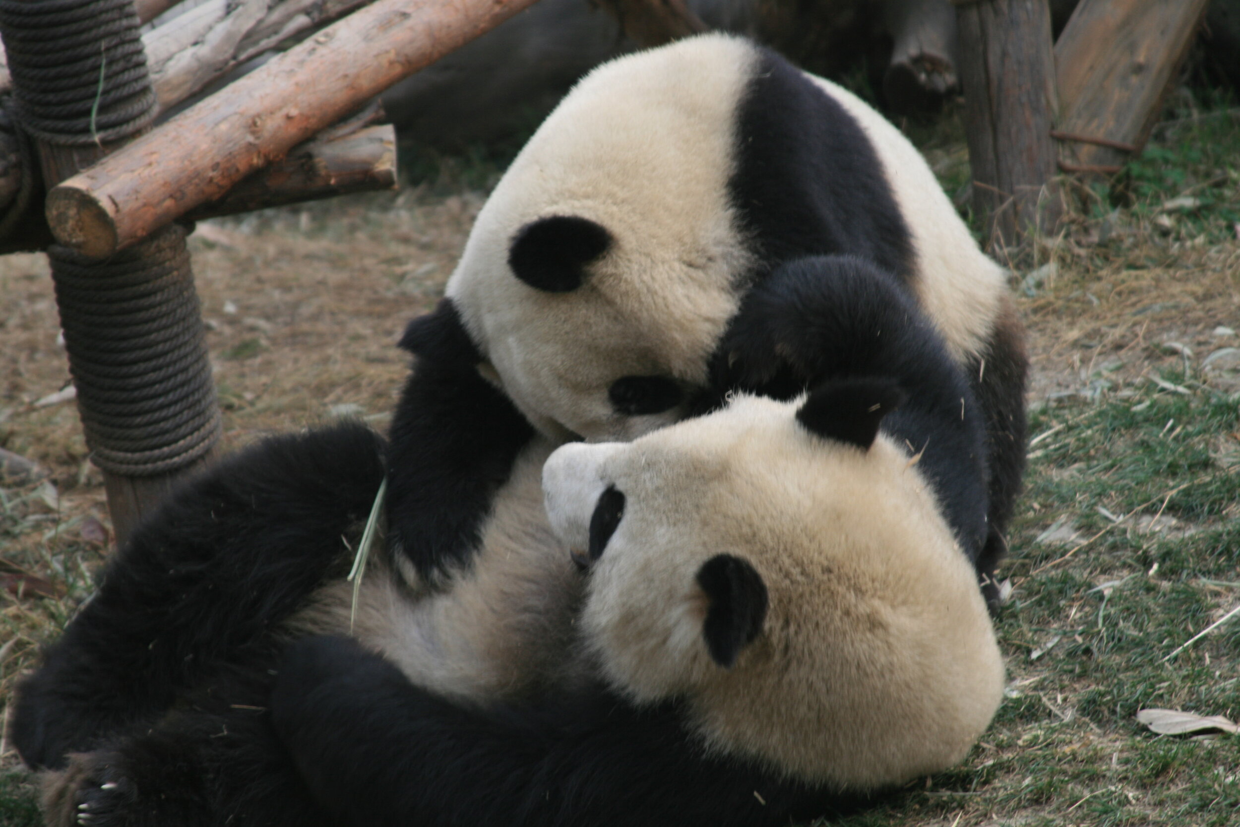  Wrestling Pandas, Chengdu, China         