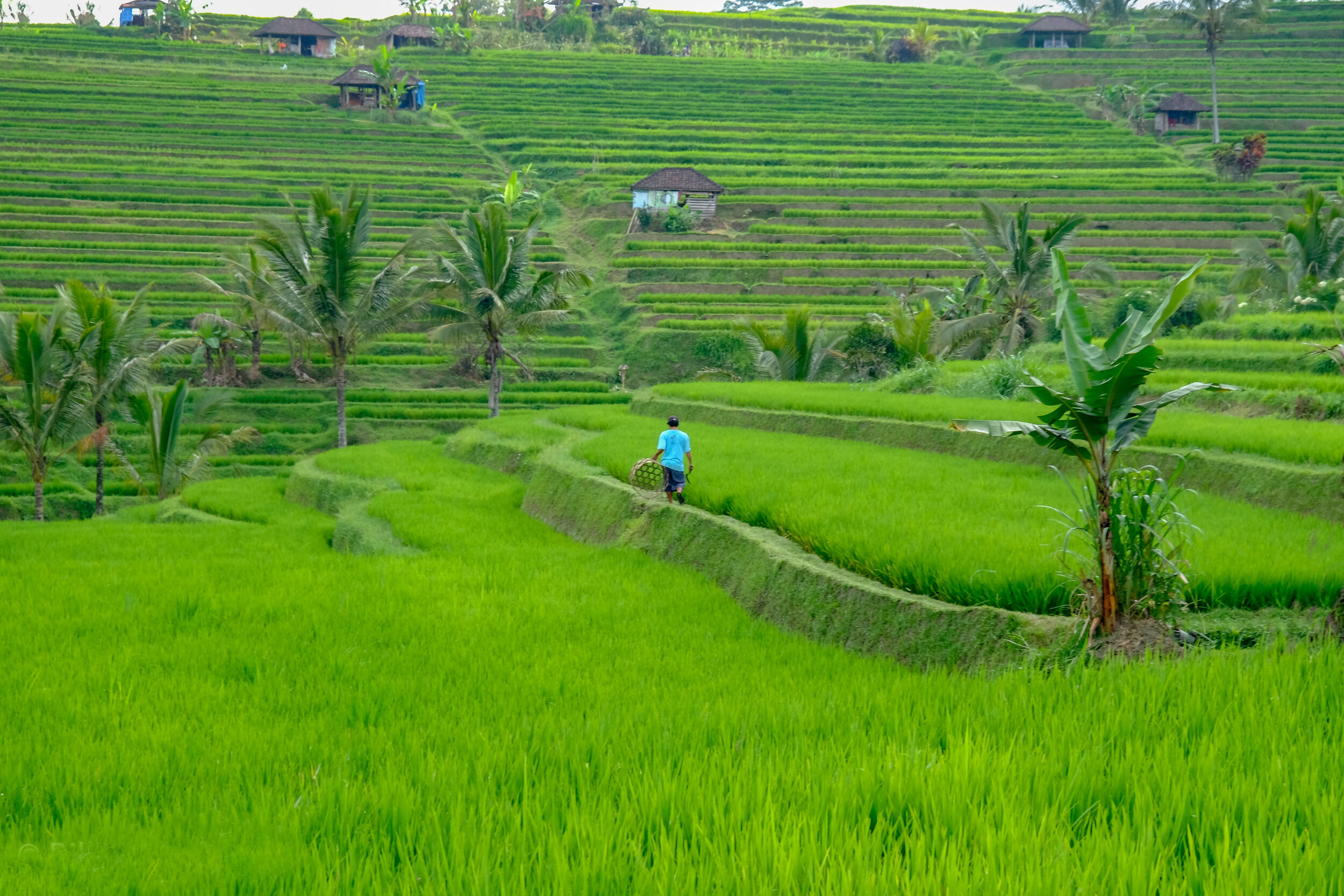  Jatiluwih Rice Terraces, Bali, Indonesia         
