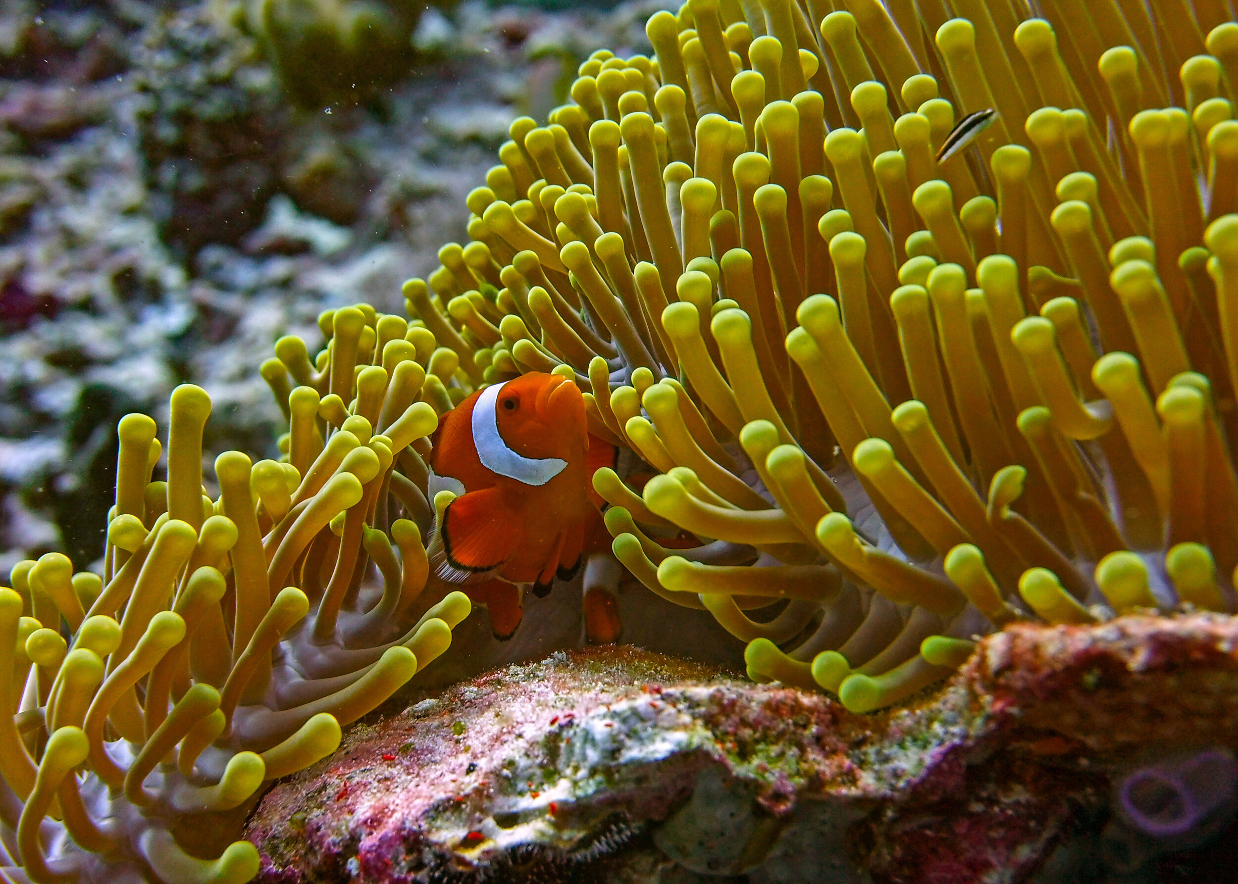  Wakatobi Nat. Park, Indonesia 