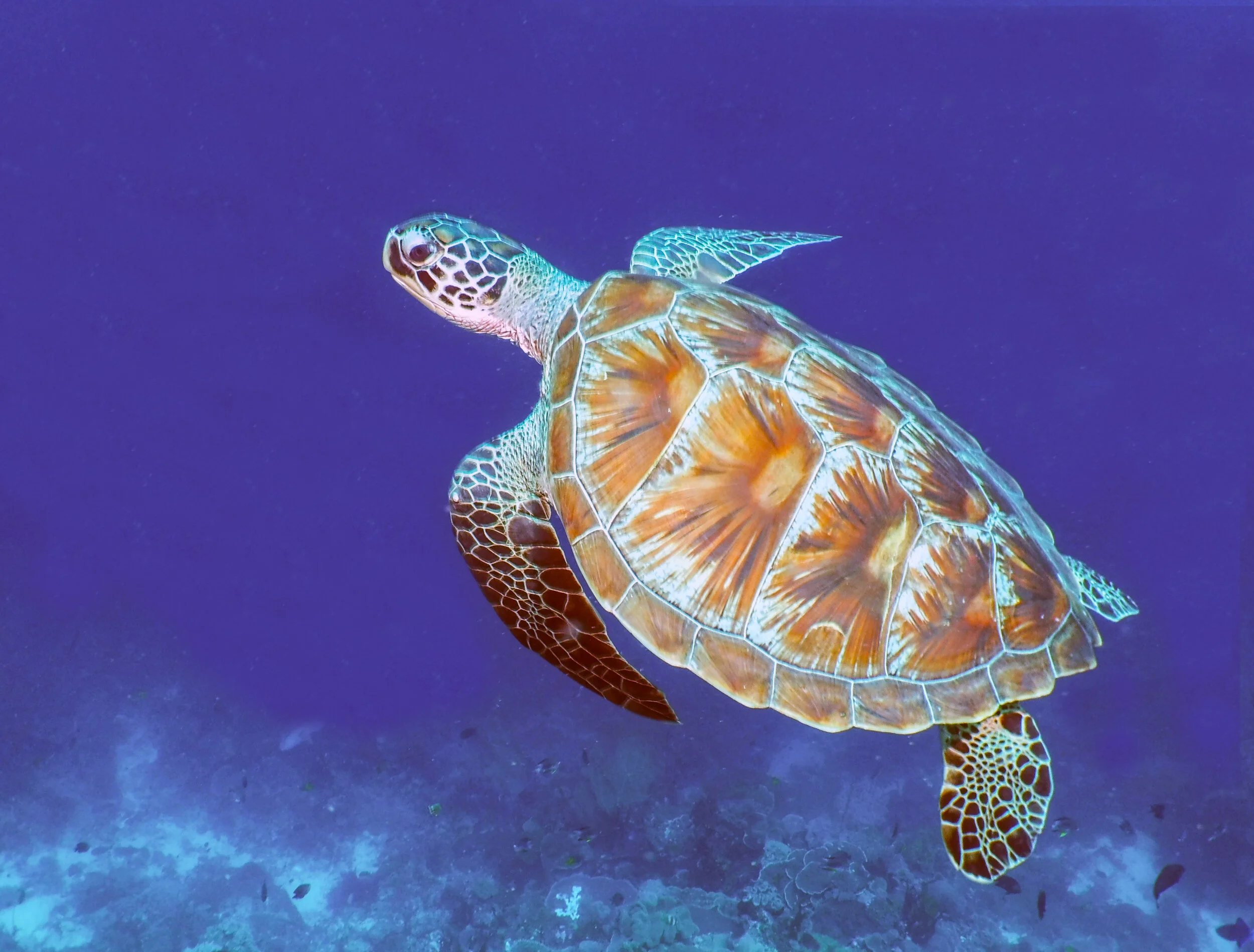  Wakatobi Nat. Park, Indonesia 