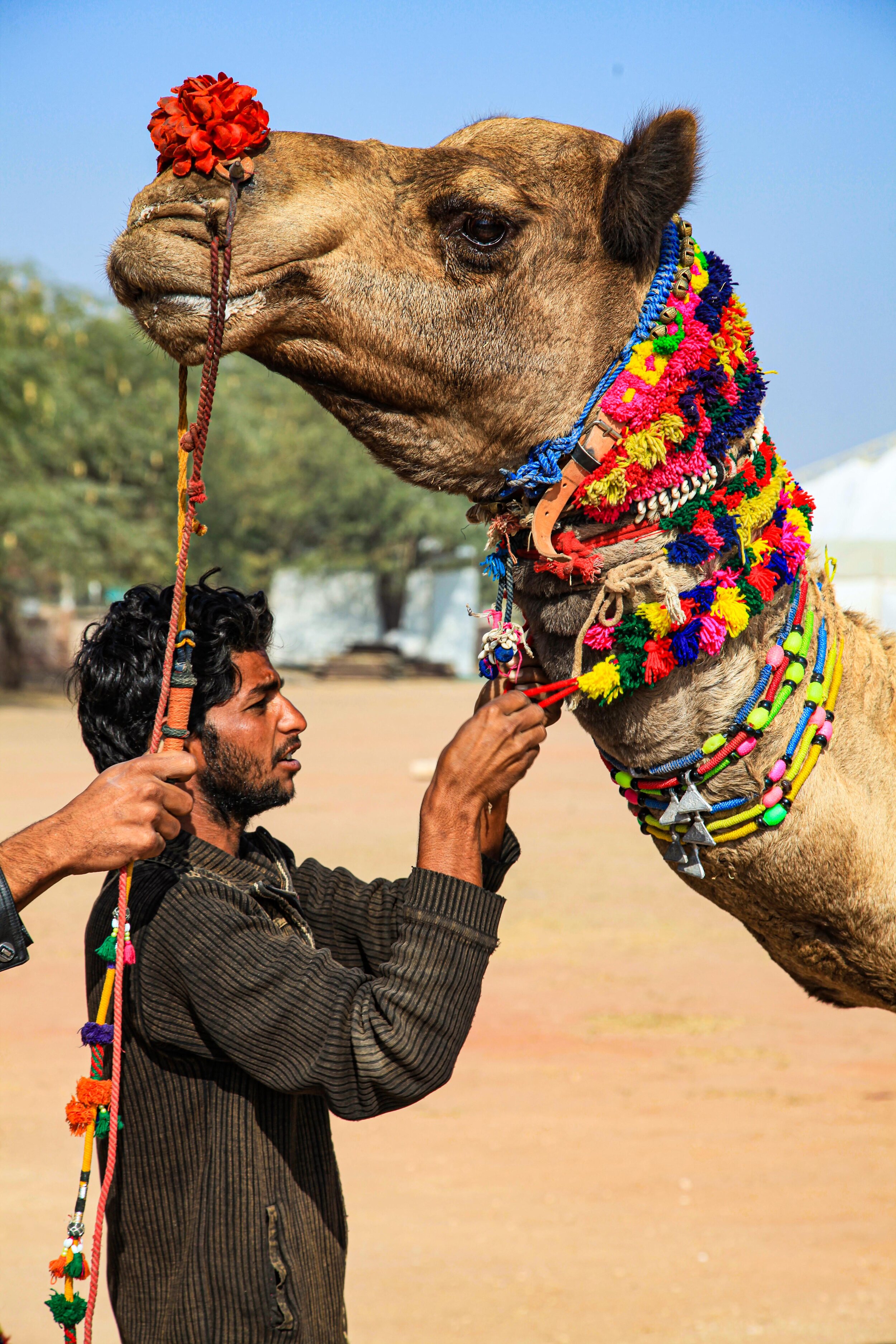  Preparing  Camel, Nagaur, India         