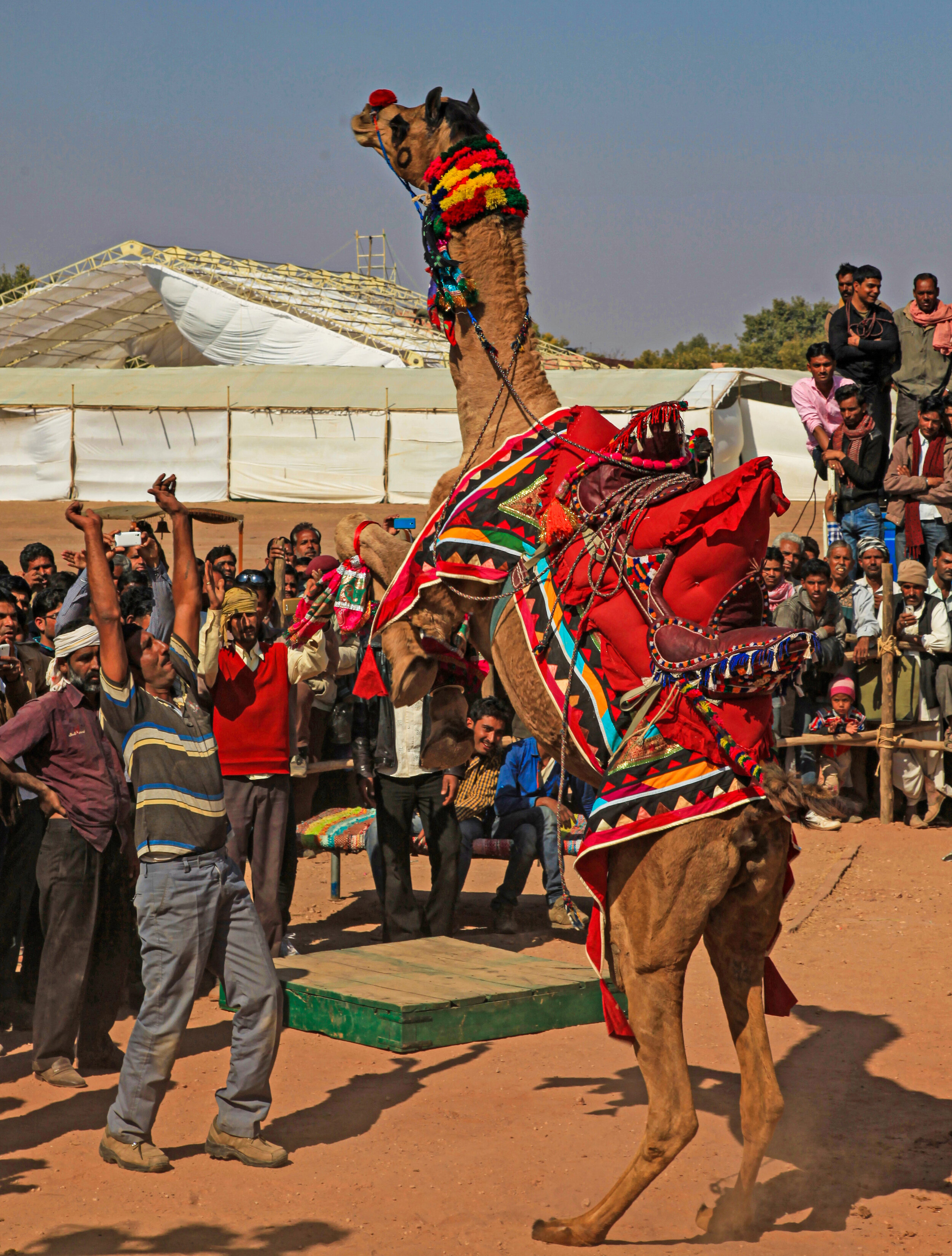  Dancing Camel, Nagaur, India         