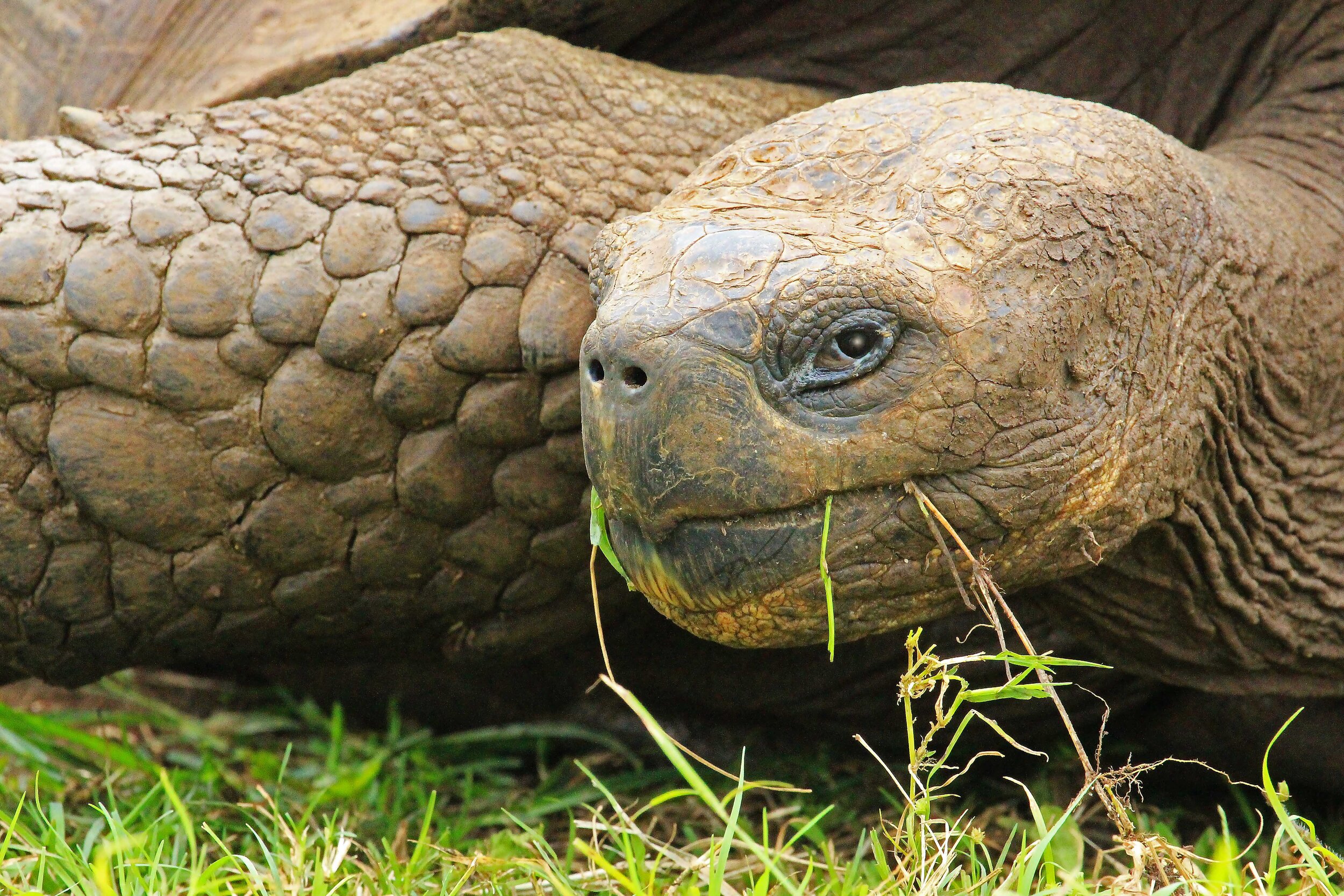   Galapagos, Ecuador     