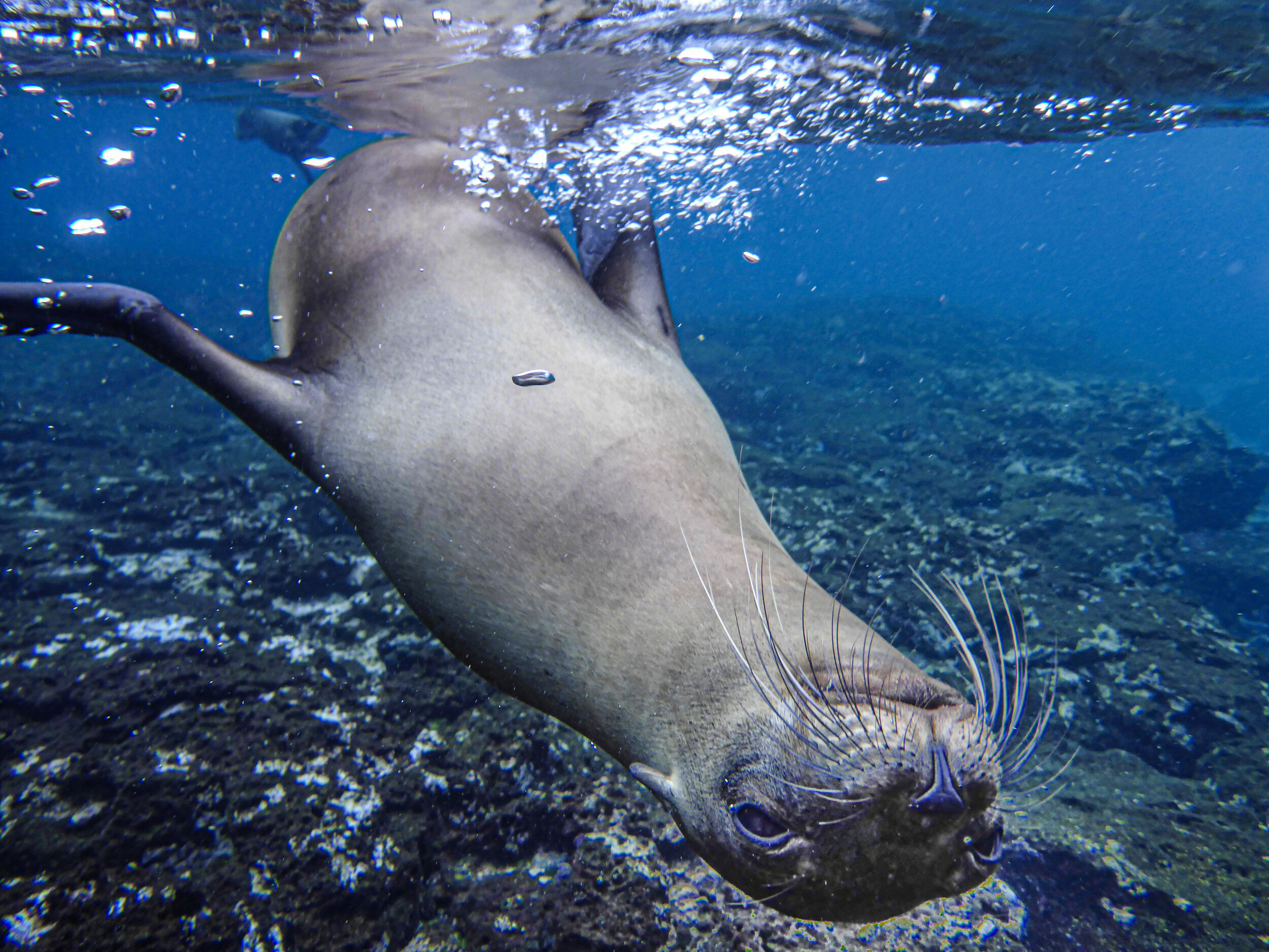  Galapagos, Ecuador     