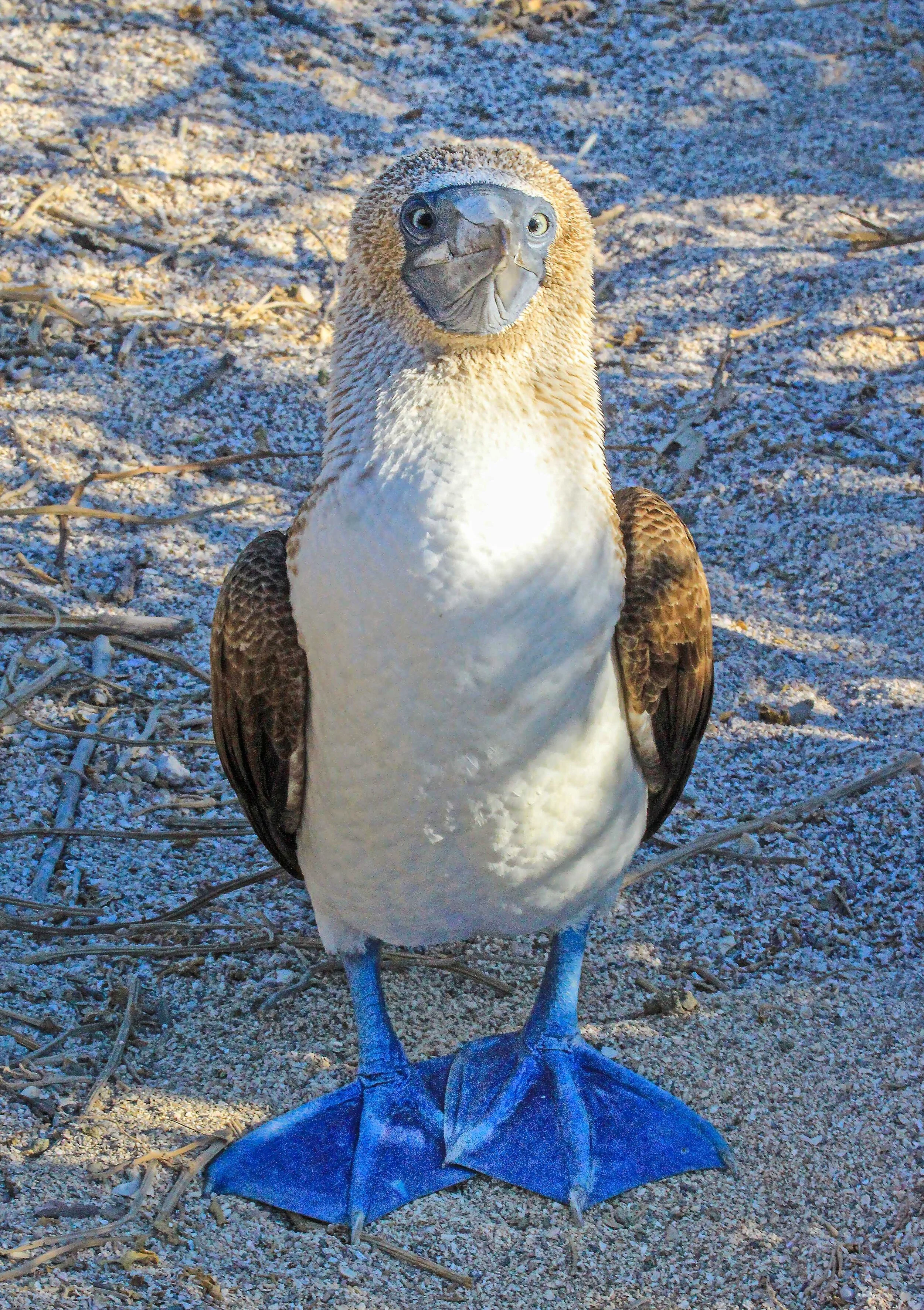  Galapagos, Ecuador     