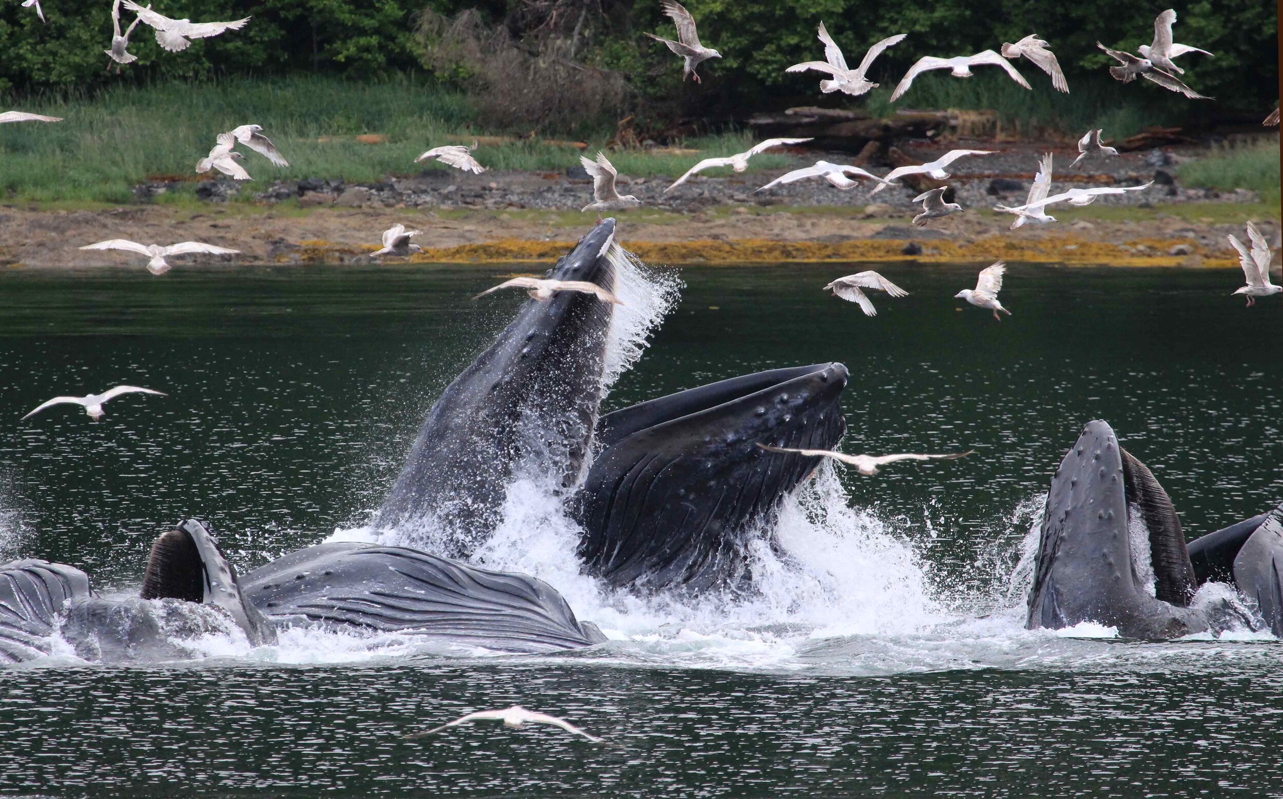  Humpback Whale Feeding, Chatham Strait, Alaska         