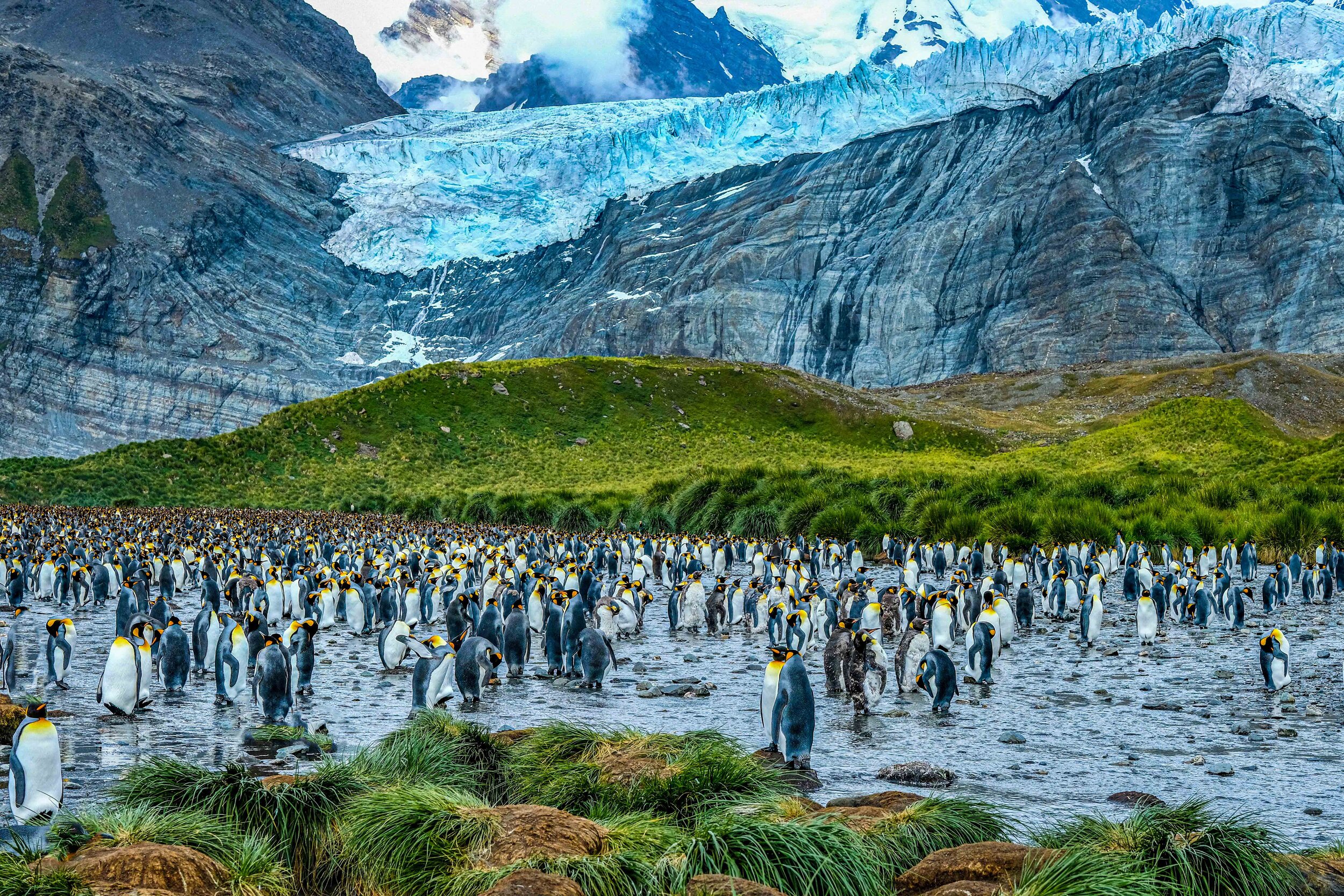  Gold Harbour, South Georgia Islands         