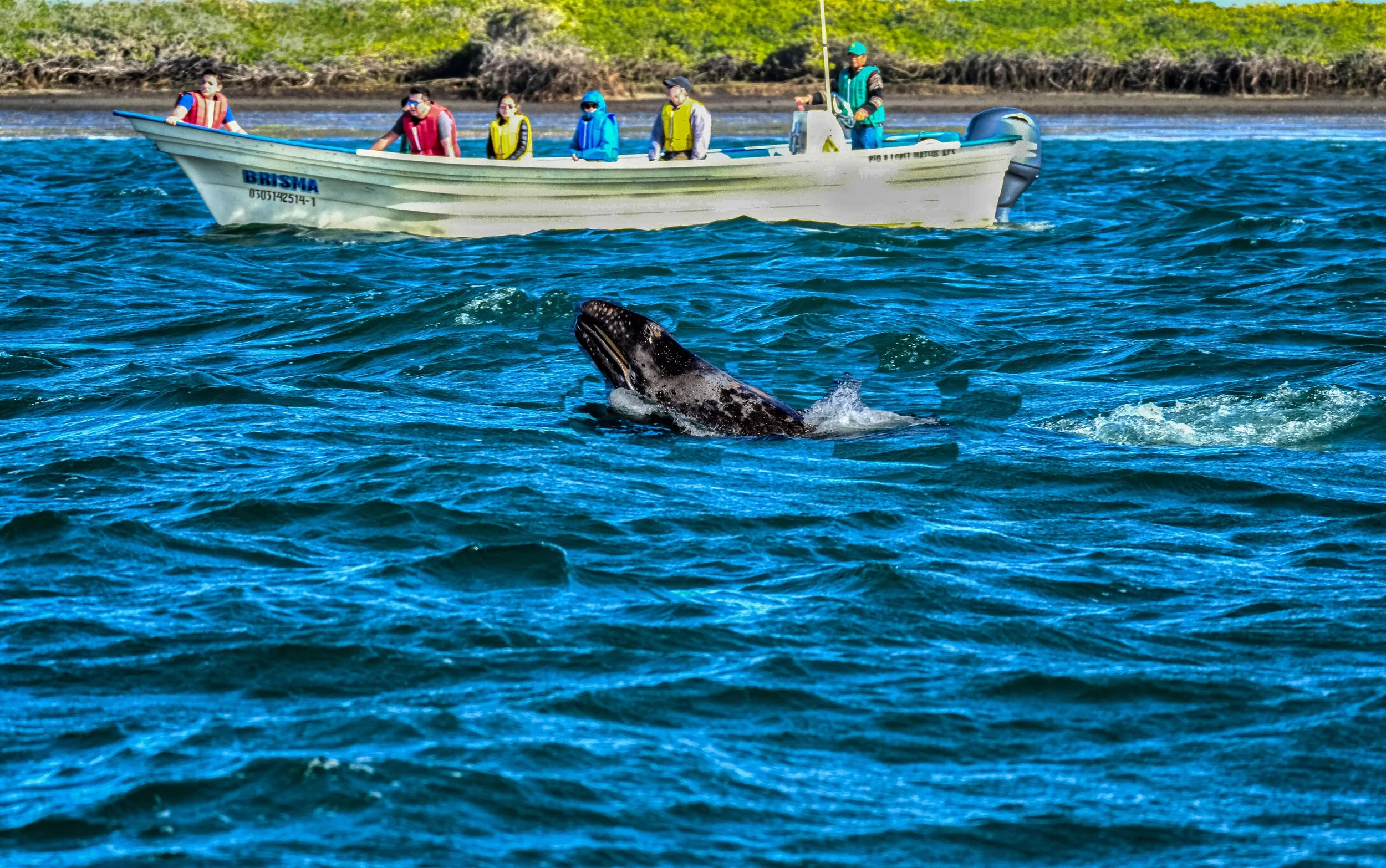  Grey Whale pup, Bahia Magdalena, Baja Mexico 