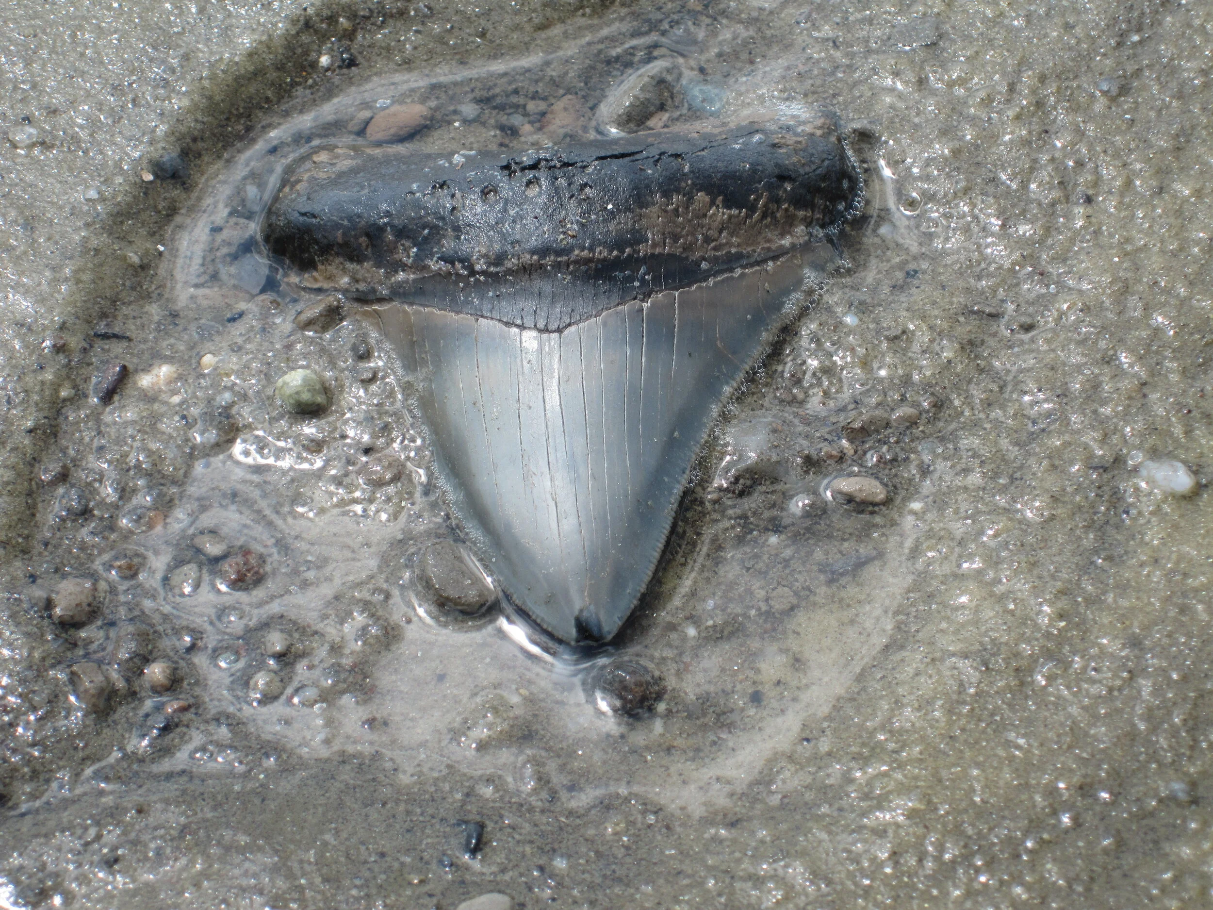  Megalodon Shark Tooth   South Carolina, USA 