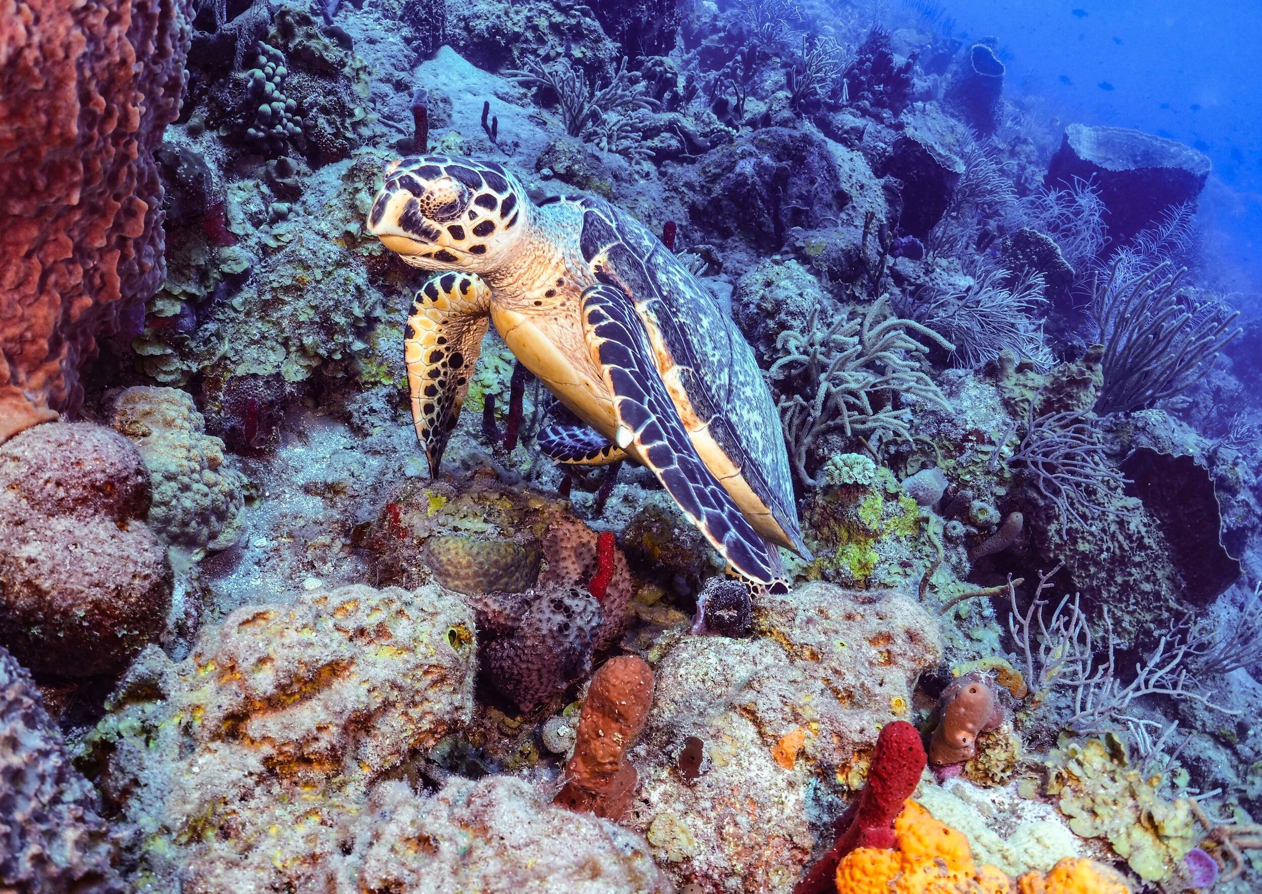  Hawksbill Sea Turtle 